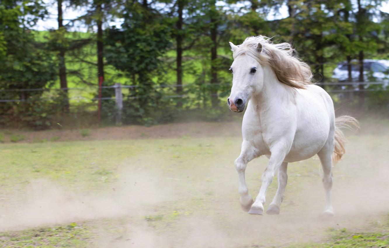 1332x850 Wallpaper field, white, trees, horse, horse, dust, the fence, running, pony, white, lawn, hooves image for desktop, section животные