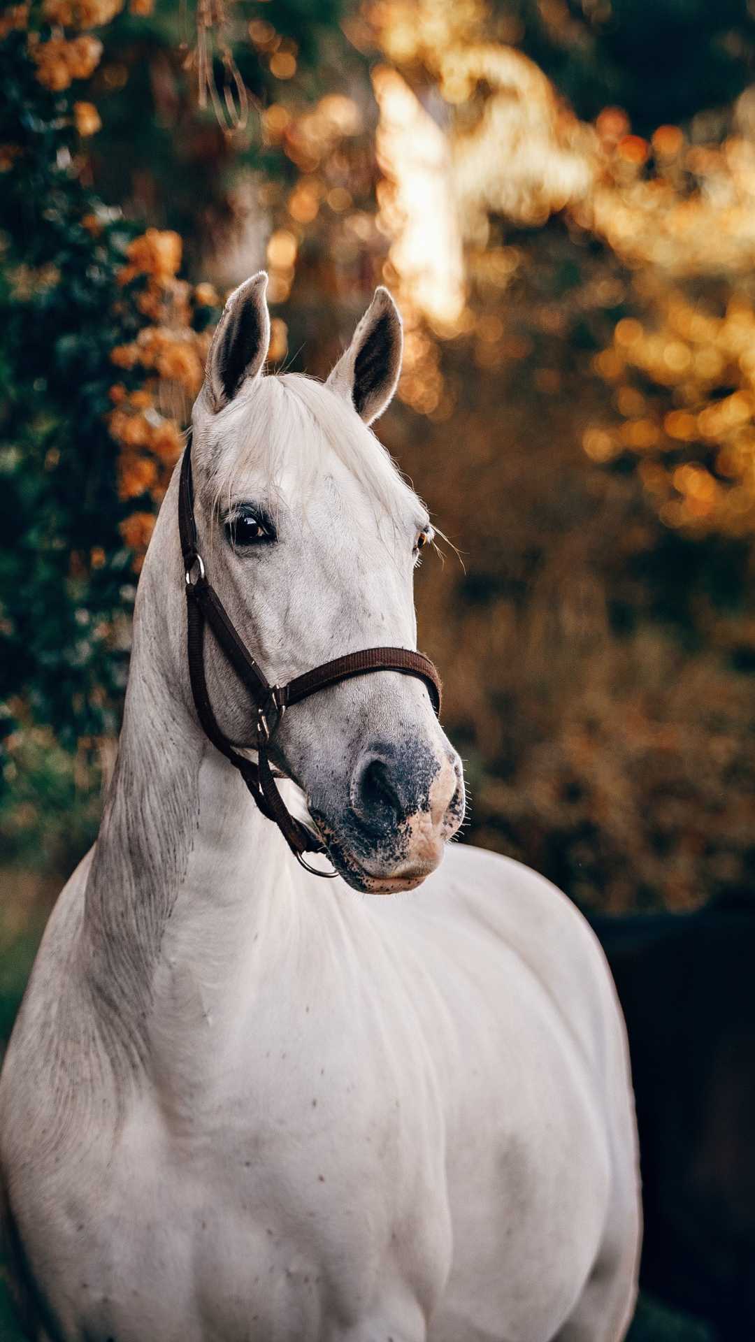 1080x1920 HD Horse Wallpaper