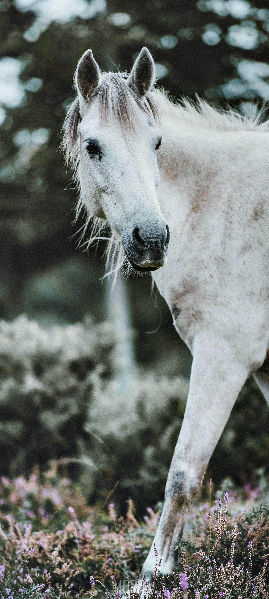 1080x2400 horse pony white and grass hd, vivo V19 wallpaper 1080p, 1080x2400. Mocah HD Wallpaper