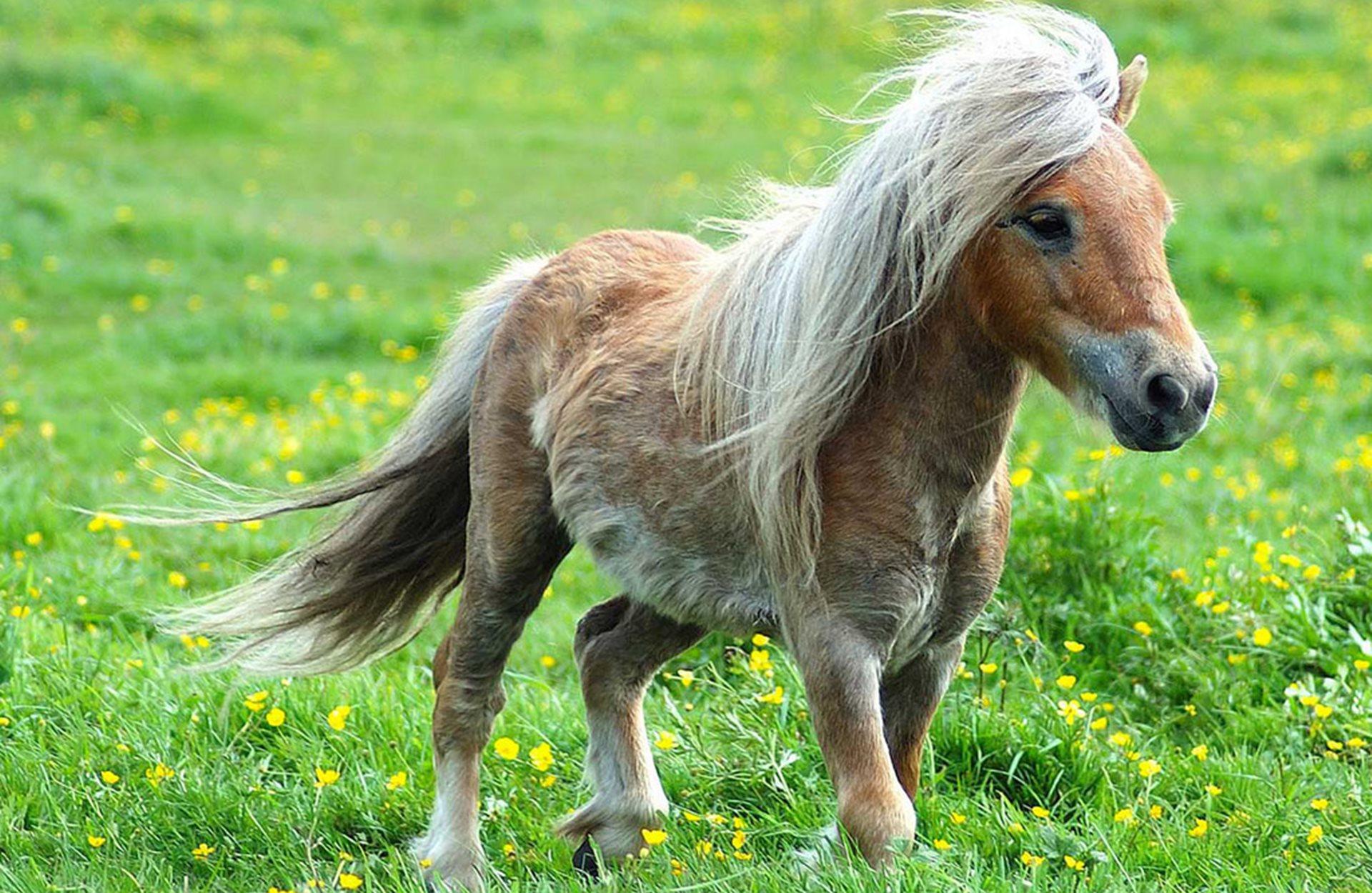 1920x1250 Pony Horse HD Wallpaper