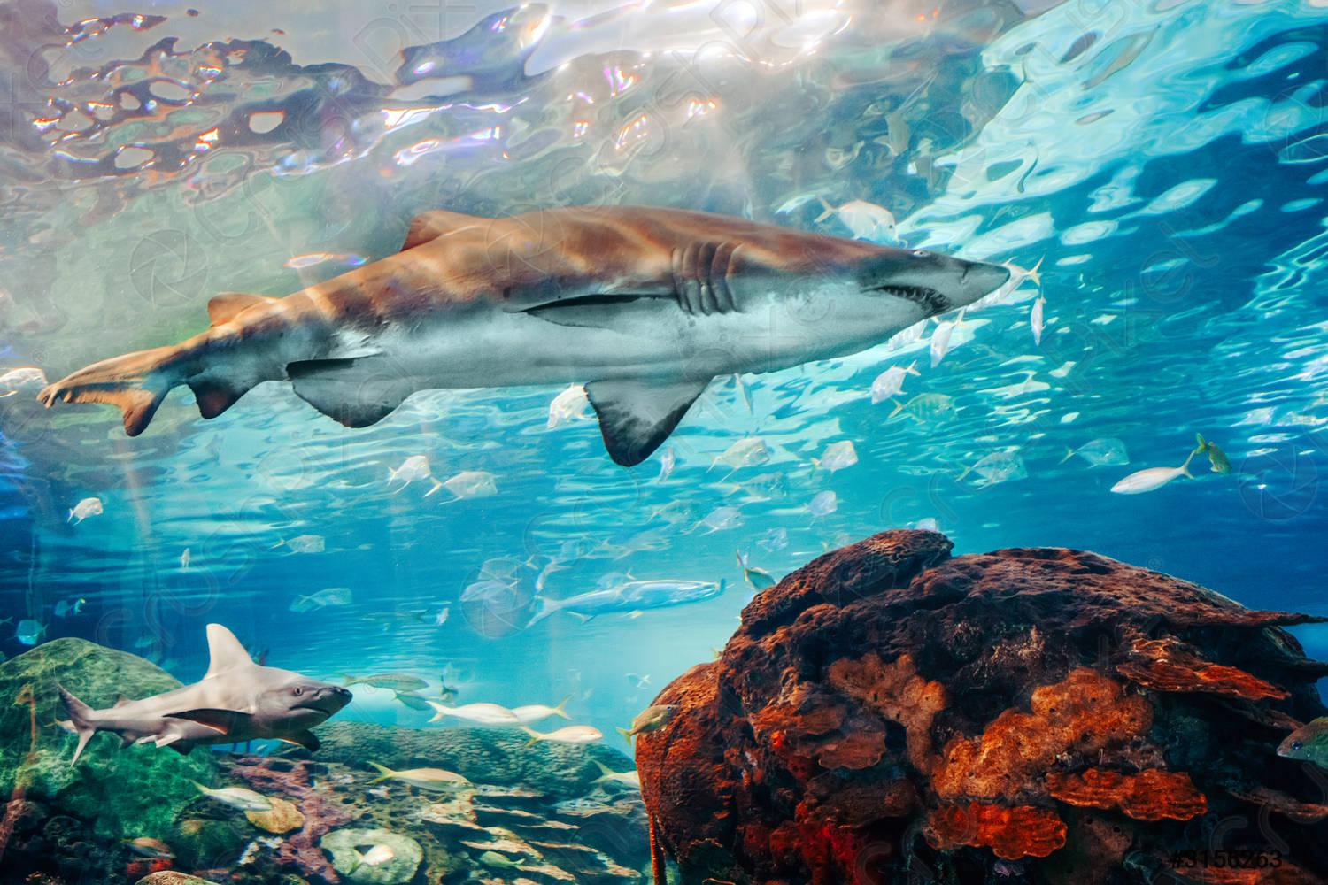 1500x1000 Giant scary sharks under water in aquarium Sea ocean marine
