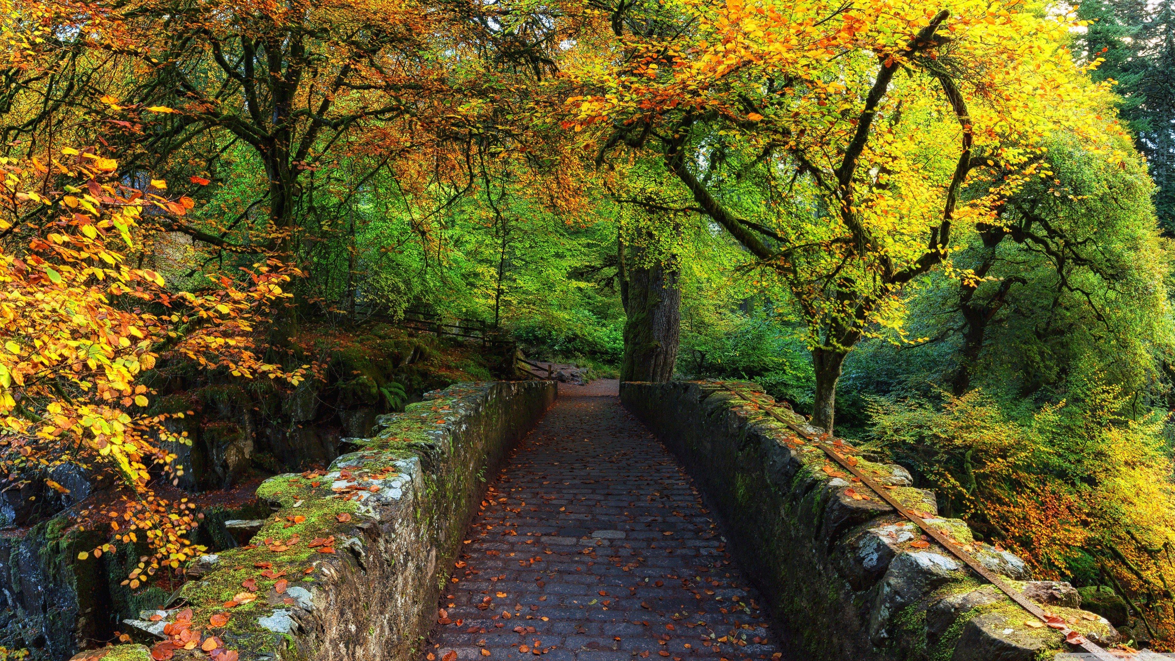 3840x2160 nature, Forest, Bridge, River, Scotland, Fall, Rocks, Wilderness Wallpaper HD / Desktop and Mobile Background