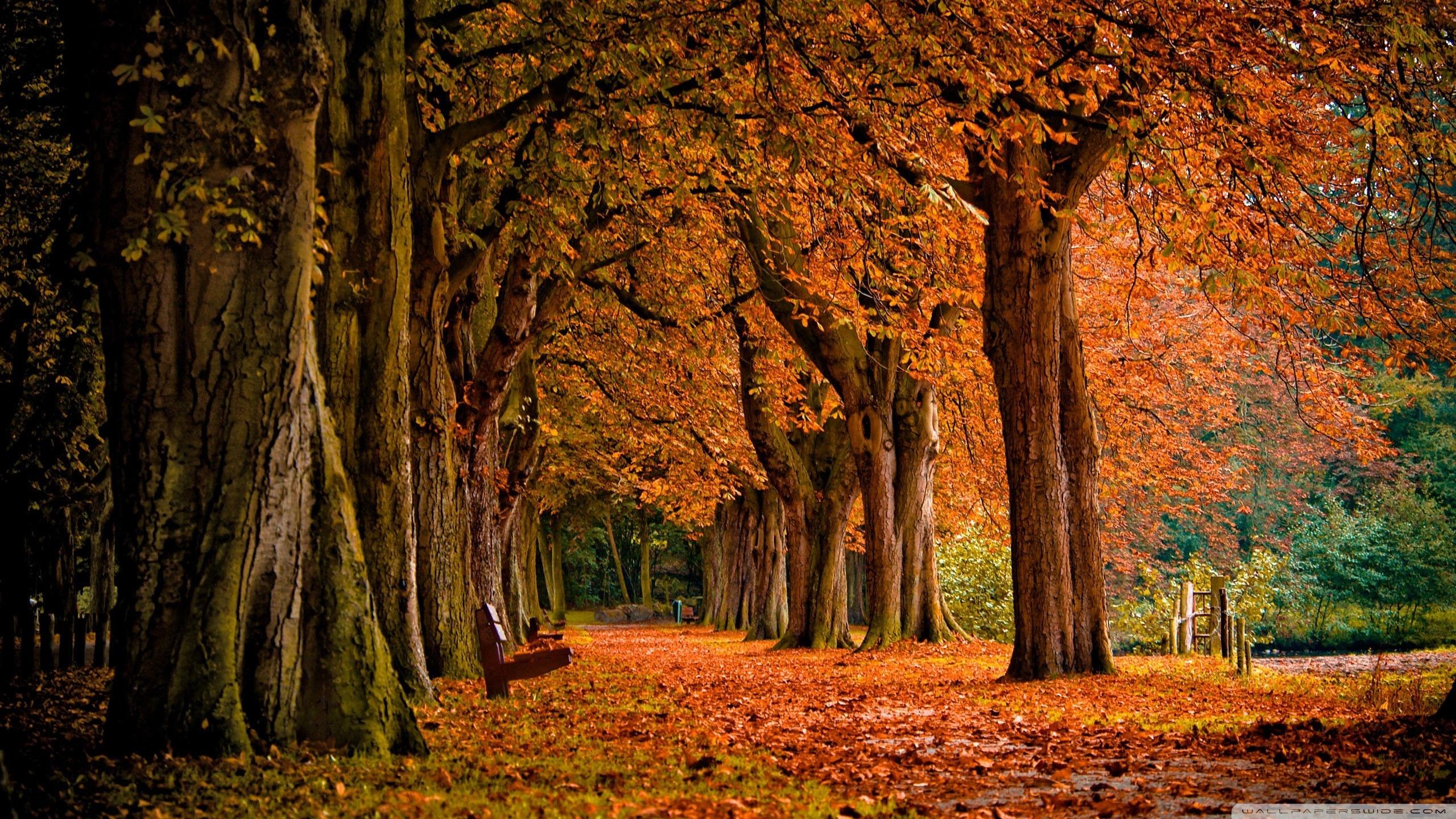 2560x1440 Park In The Fall Wallpaper