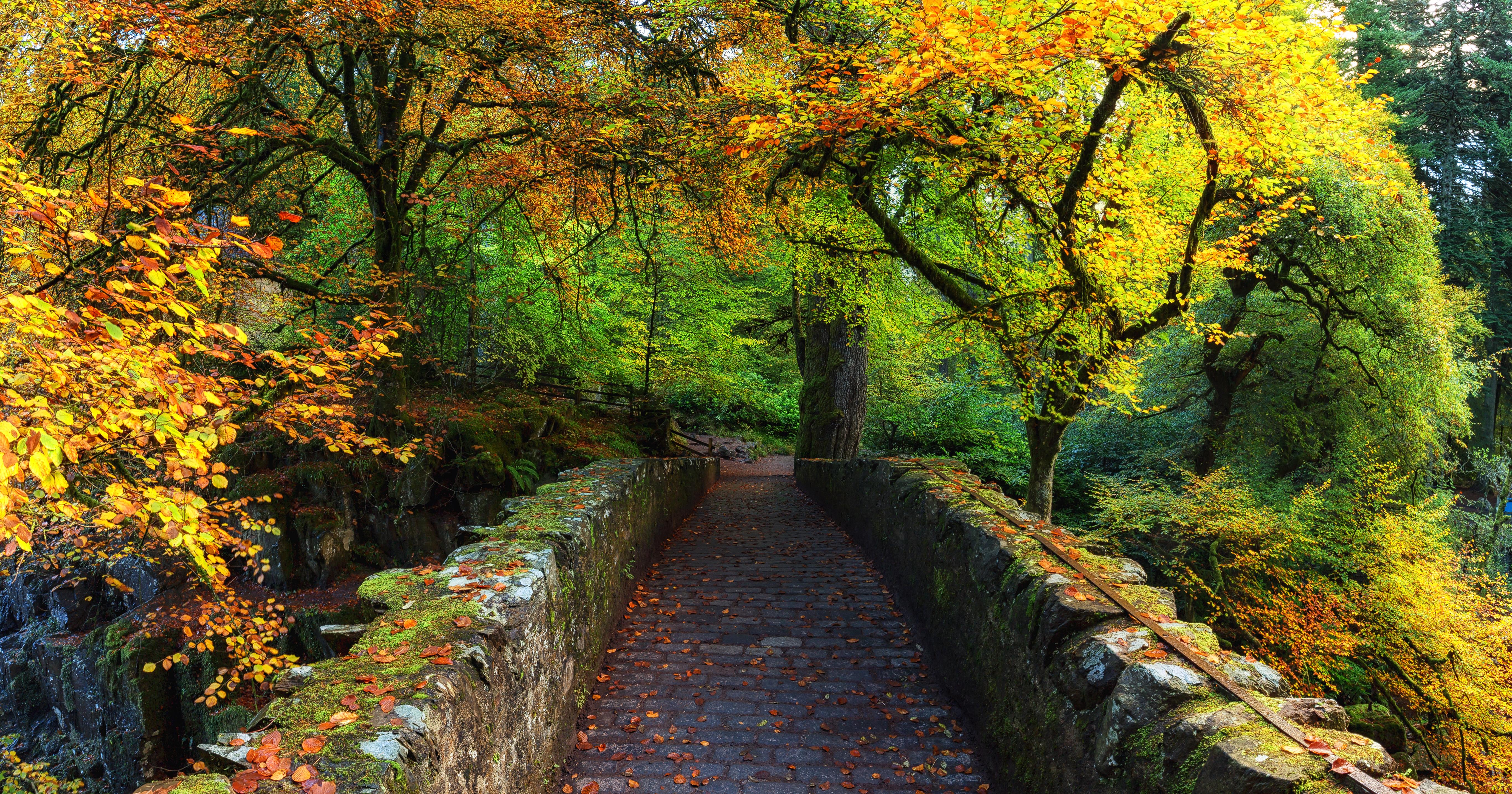 5464x2871 Autumn Forest Path 4k Ultra HD Wallpaper