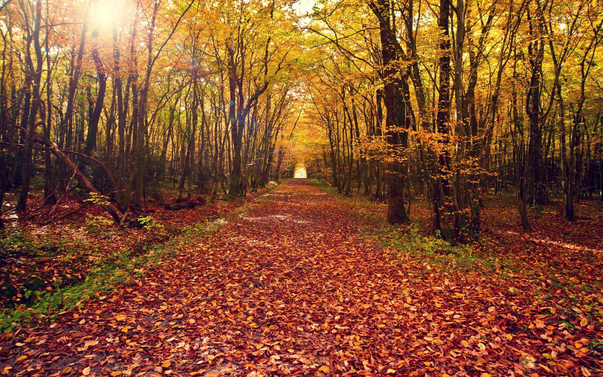 2560x1600 Autumn forest path