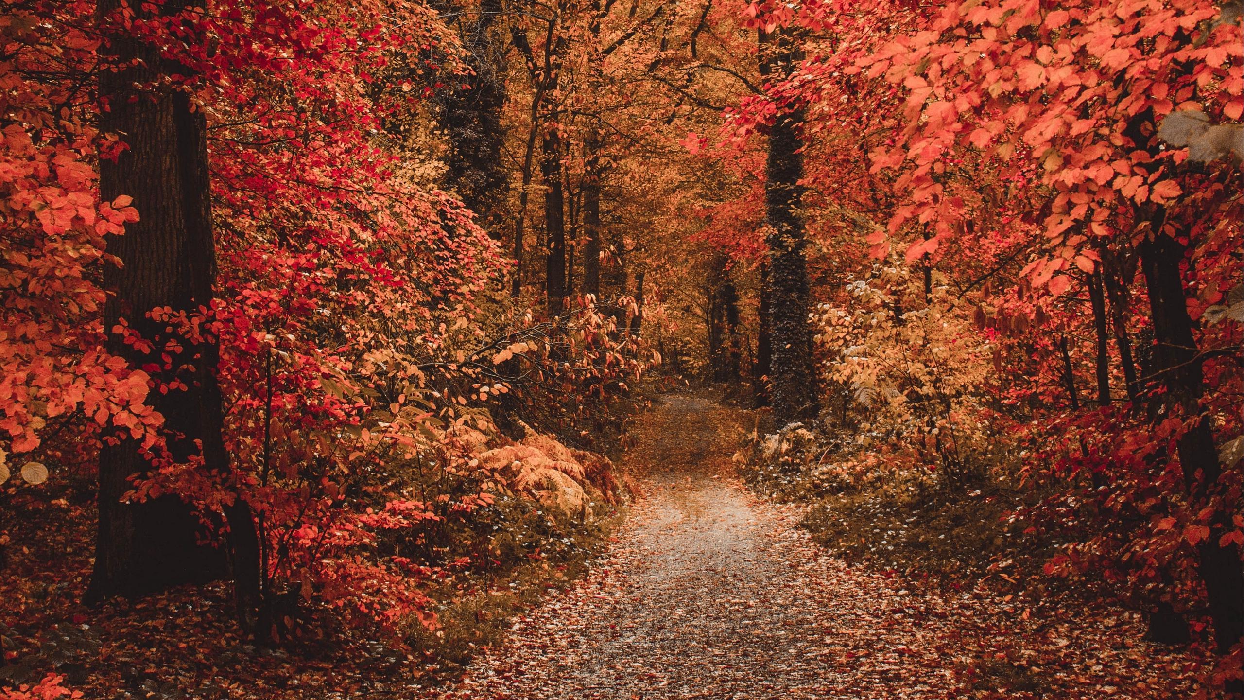 2560x1440 Autumn Forest Path Wallpaper