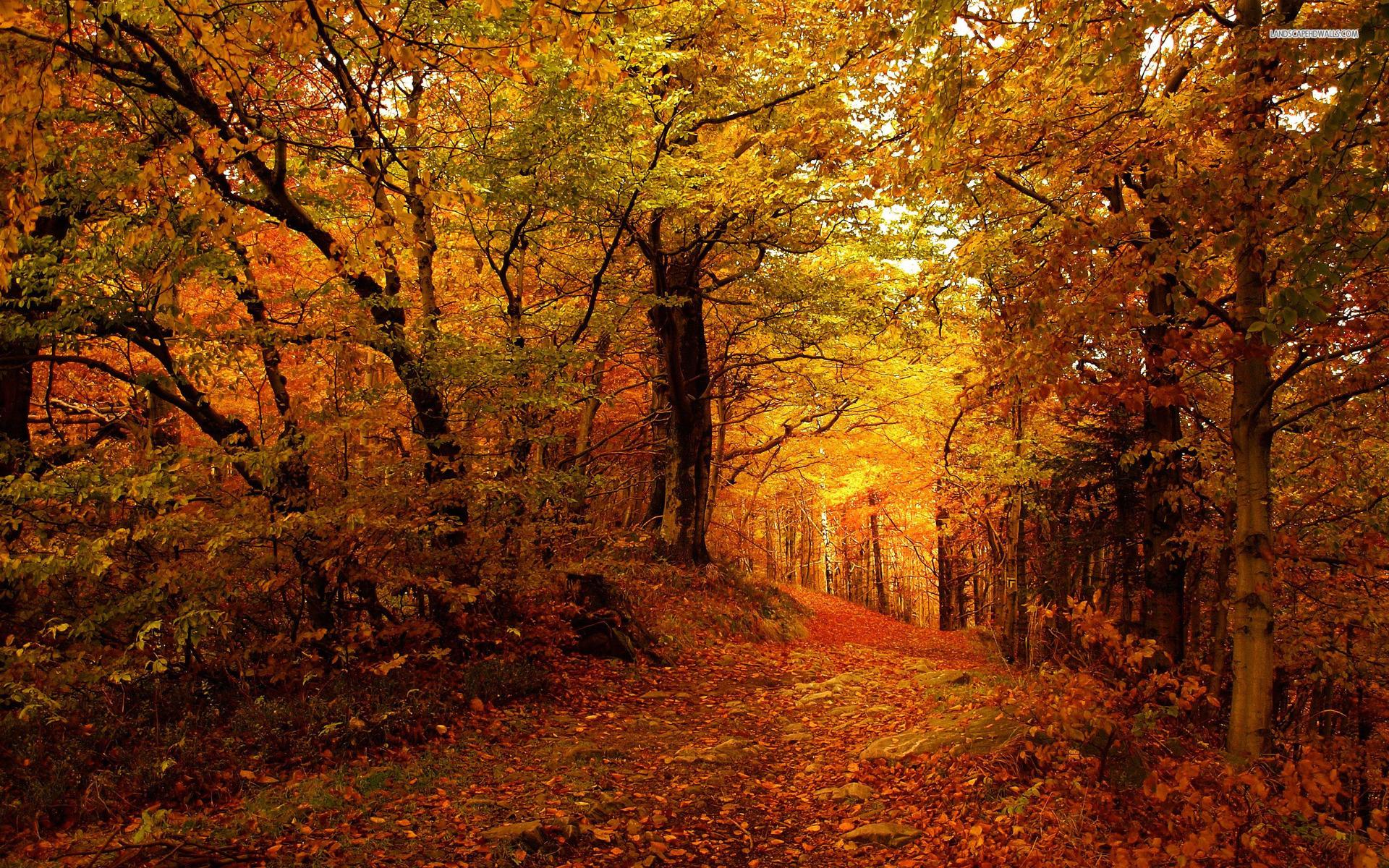 Autumn Forest Path Wallpapers - Top Free Autumn Forest Path Backgrounds ...