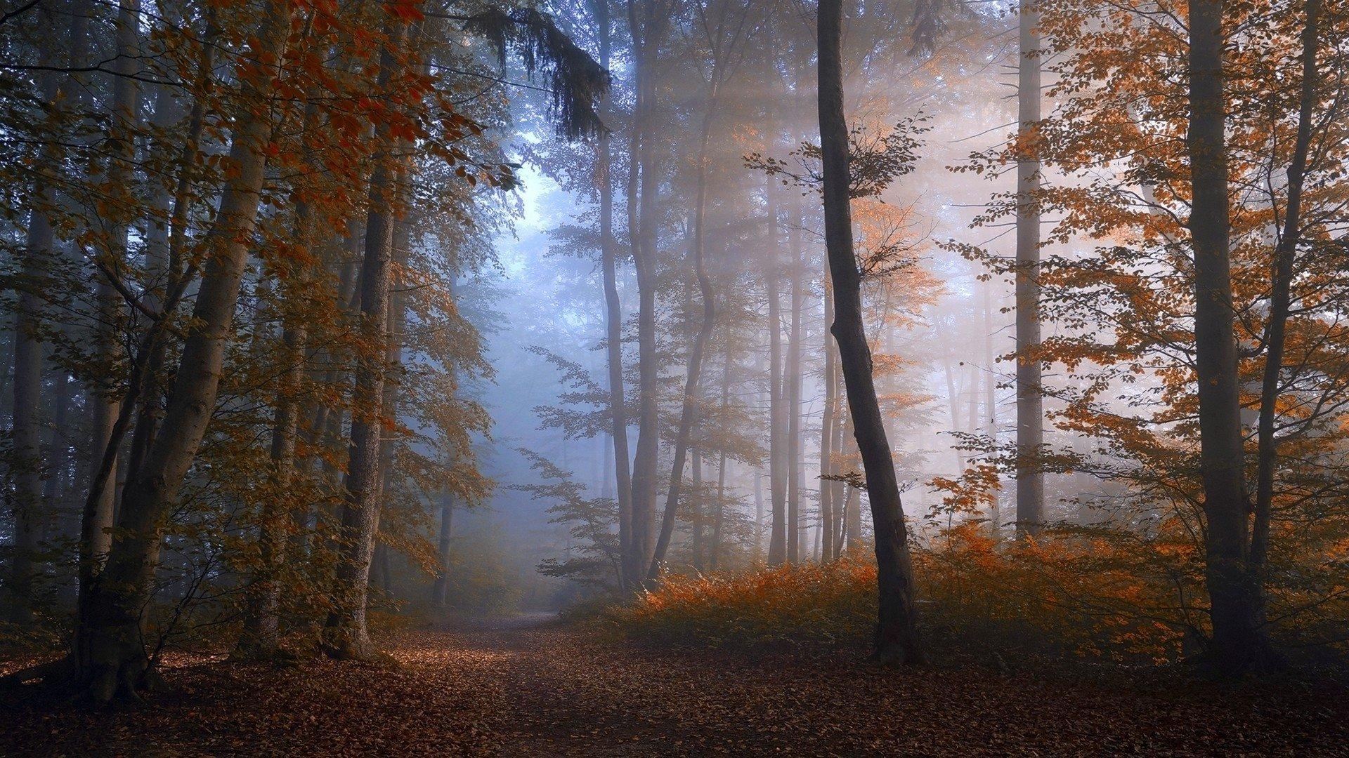 1920x1080 Path in Misty Autumn Forest HD Wallpaper