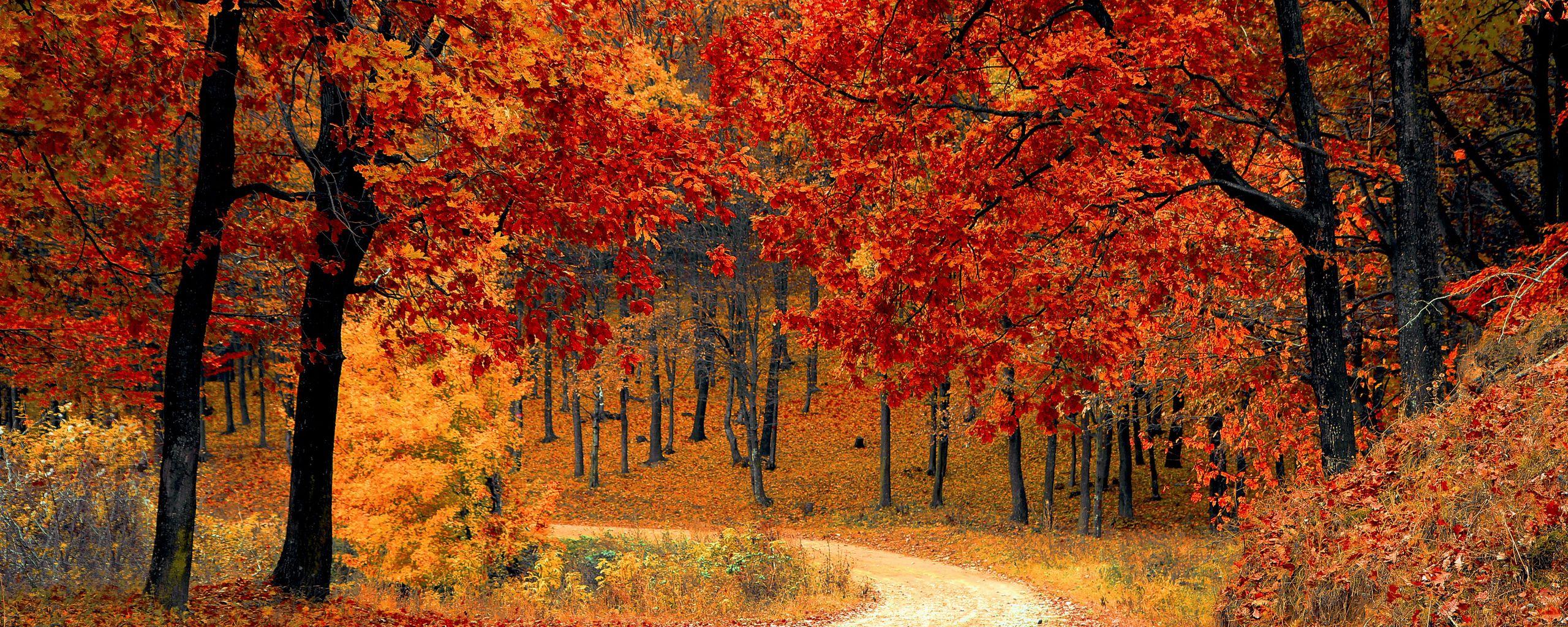 2560x1024 Download wallpaper 2560x1024 autumn, forest, path, foliage, park, colorful ultrawide monitor HD background