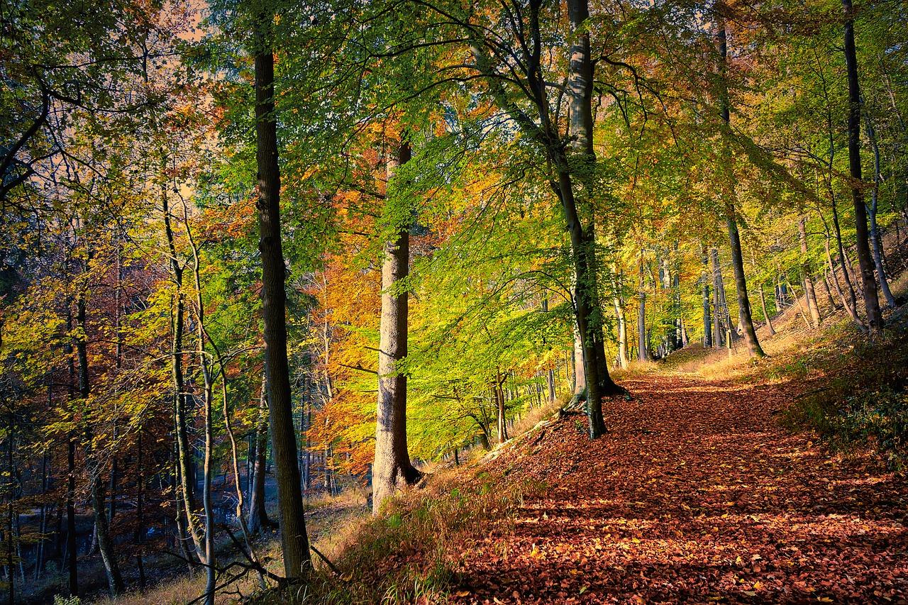 Autumn Forest Path HD Wallpapers - Top Free Autumn Forest Path HD ...