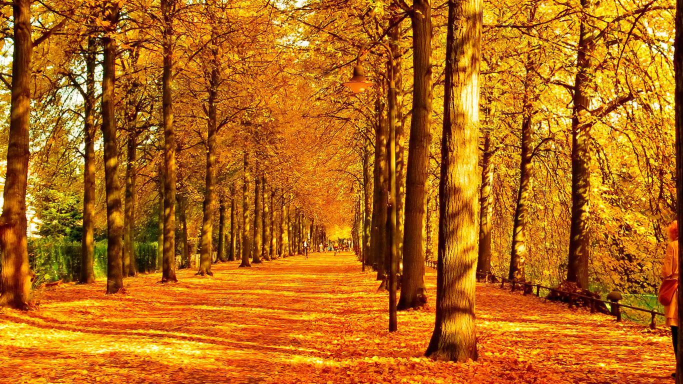 1366x768 Path in autumn forest Wallpaper