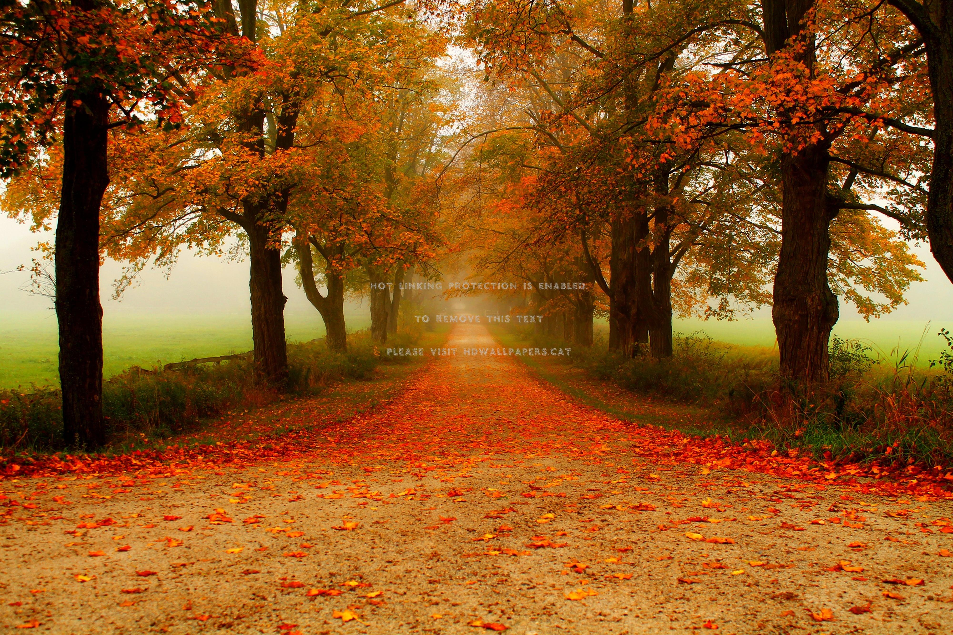 4000x2666 autumn forest path road nature fall leaves
