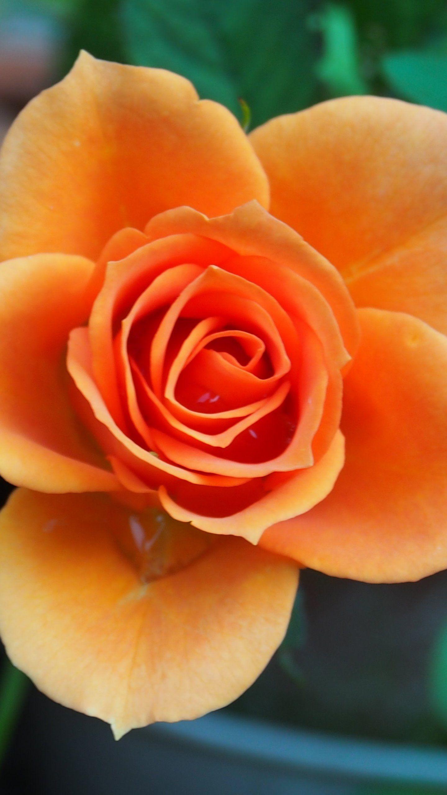 Orange Rose iPhone Wallpapers Top Free Orange Rose