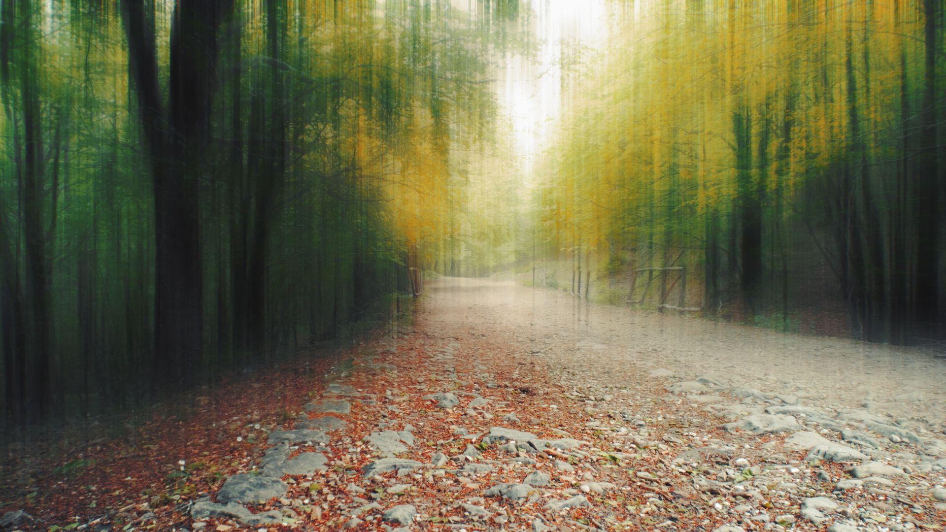 1920x1080 Desktop wallpaper forest, path, foliage, autumn, blurry, HD image, picture, background, a1a1e3