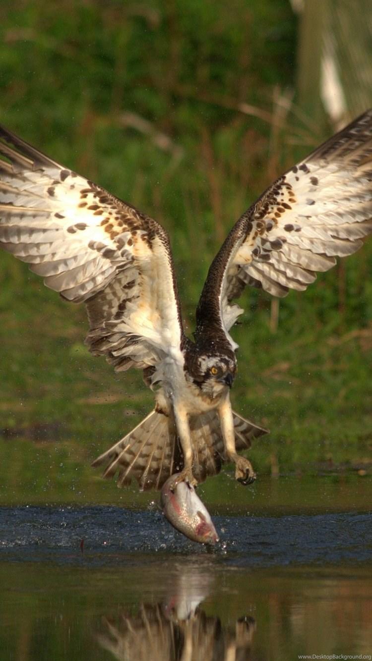 750x1334 IPhone 6S Animal Falcon Wallpaper Desktop Background