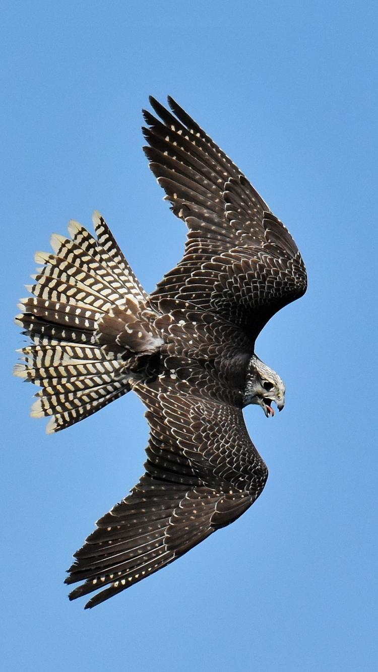 750x1334 Download 750x1334 wallpaper predator, bird, eagle, falcon, iphone iphone 750x1334 HD image, background, 7114
