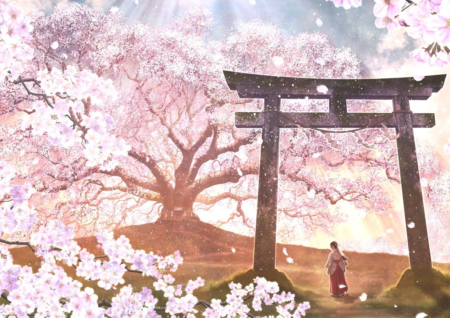 1433x1013 Wallpaper Sakura Blossom, Japanese Clothes, Anime Scenery:1433x1013