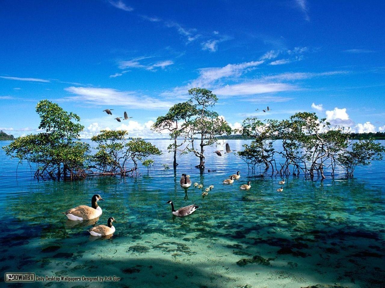 1280x960 National Geographic Wallpaper, HD National Geographic Background on WallpaperBat