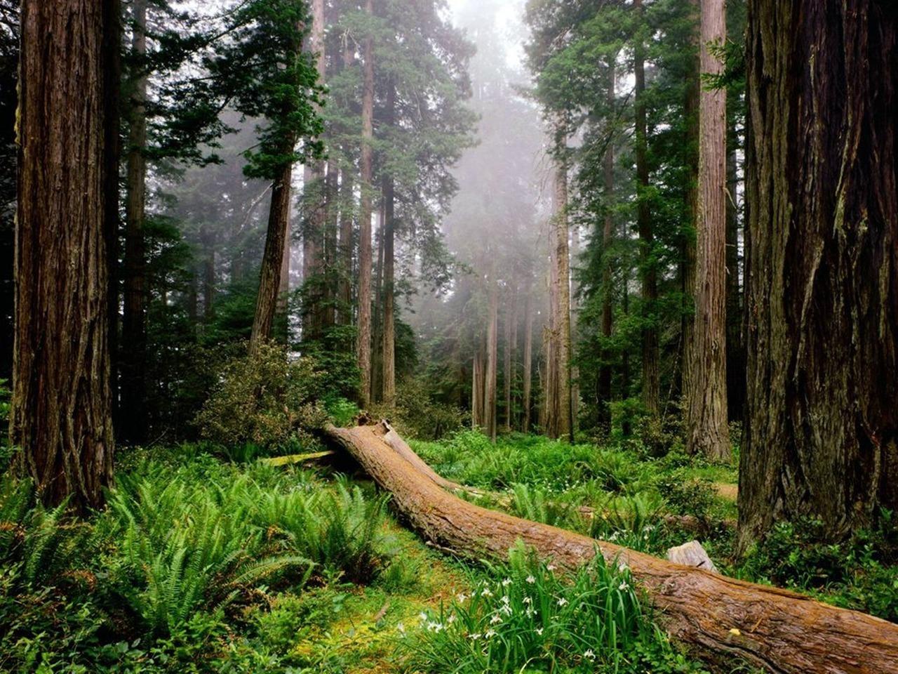 1280x960 Amazing Nature Wallpaper Geographic Wallpaper