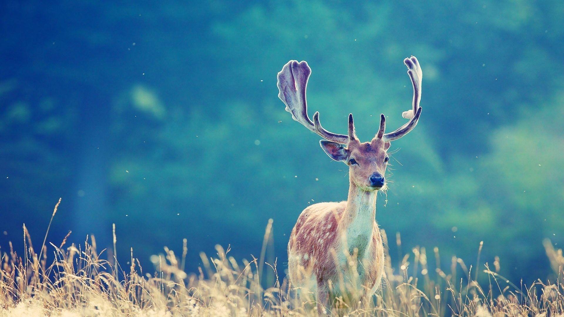 1920x1080 National Geographic Wallpaper, HD National Geographic Background on WallpaperBat