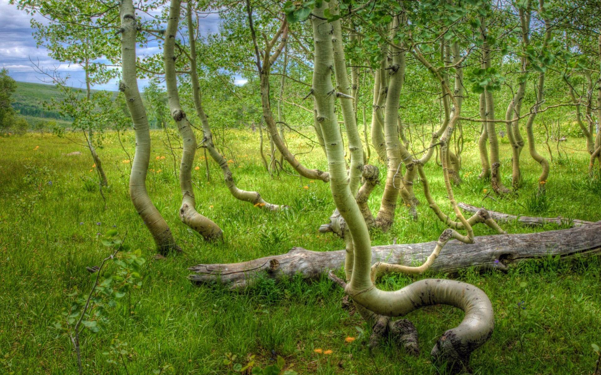 1920x1200 10++ National Geographic Wallpaper HD Nature Animals