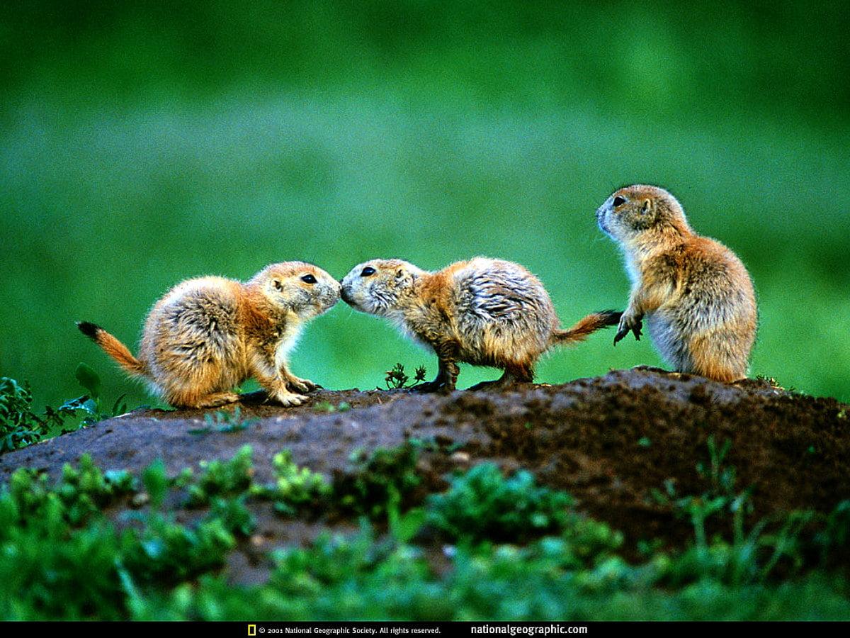1200x900 Beautiful Wildlife, National Geographic, Nat Geo picture. Download Free pics