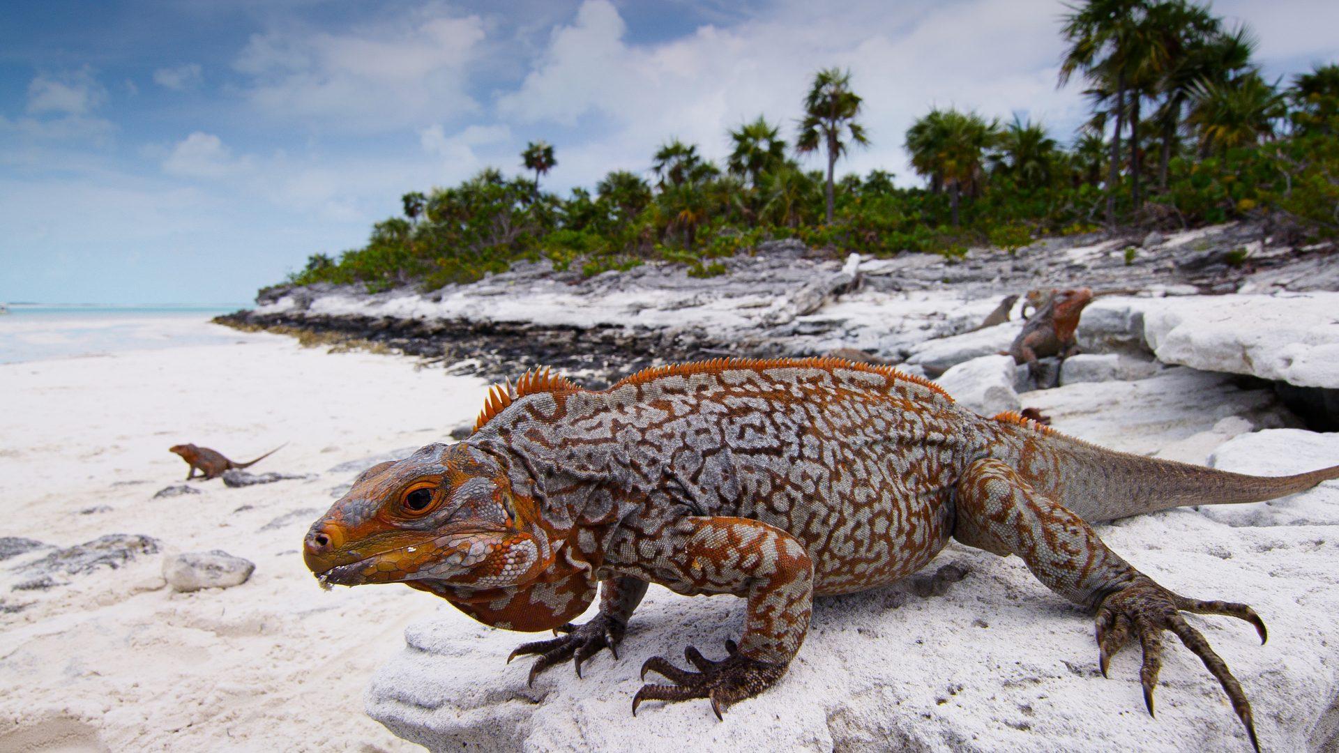 1920x1080 Bahama Blue Iguana Wildlife In The Bahamas Photo Wallpaper HD 3840x2160 :