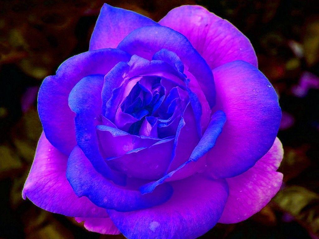 1024x768 Blue and Pink Rose Wallpaper, HD Blue and Pink Rose Background on WallpaperBat
