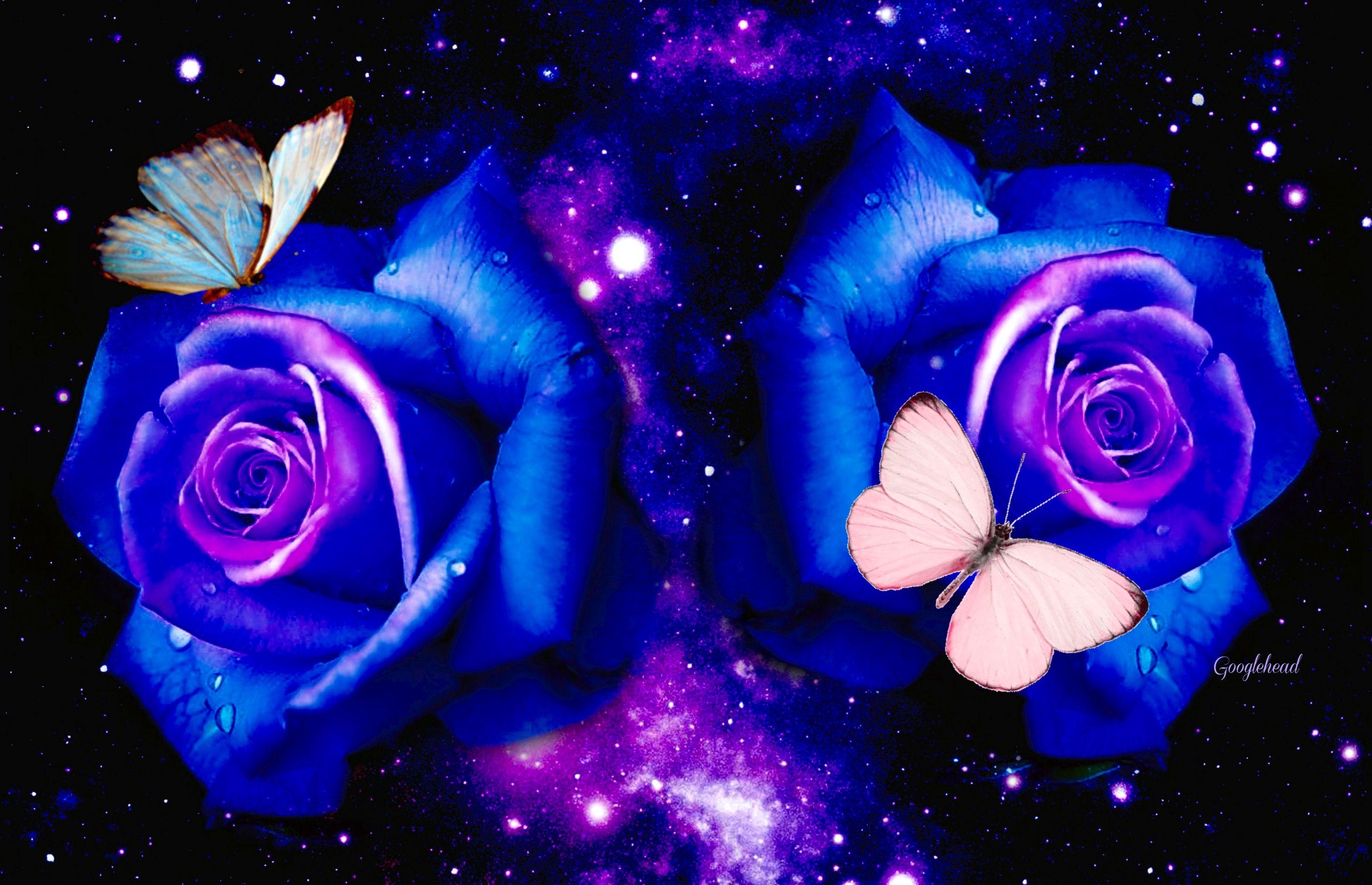 3025x1952 Violet Waterdrops. Blue roses wallpaper, Butterfly wallpaper, Rose wallpaper