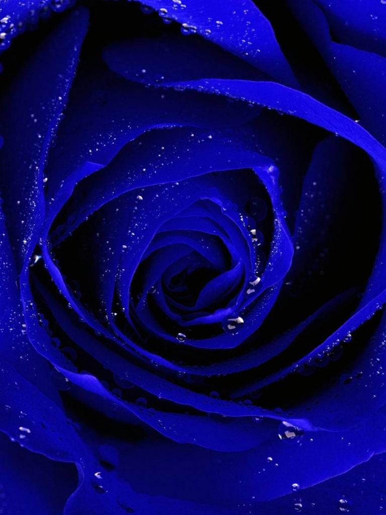 768x1024 Free download Blue Rose wallpaper HD Download [1600x1200] for your Desktop, Mobile & Tablet. Explore Free Blue Rose Wallpaper. Rose Pattern Wallpaper, Rose Gold Wallpaper, Blue Roses Wallpaper Image