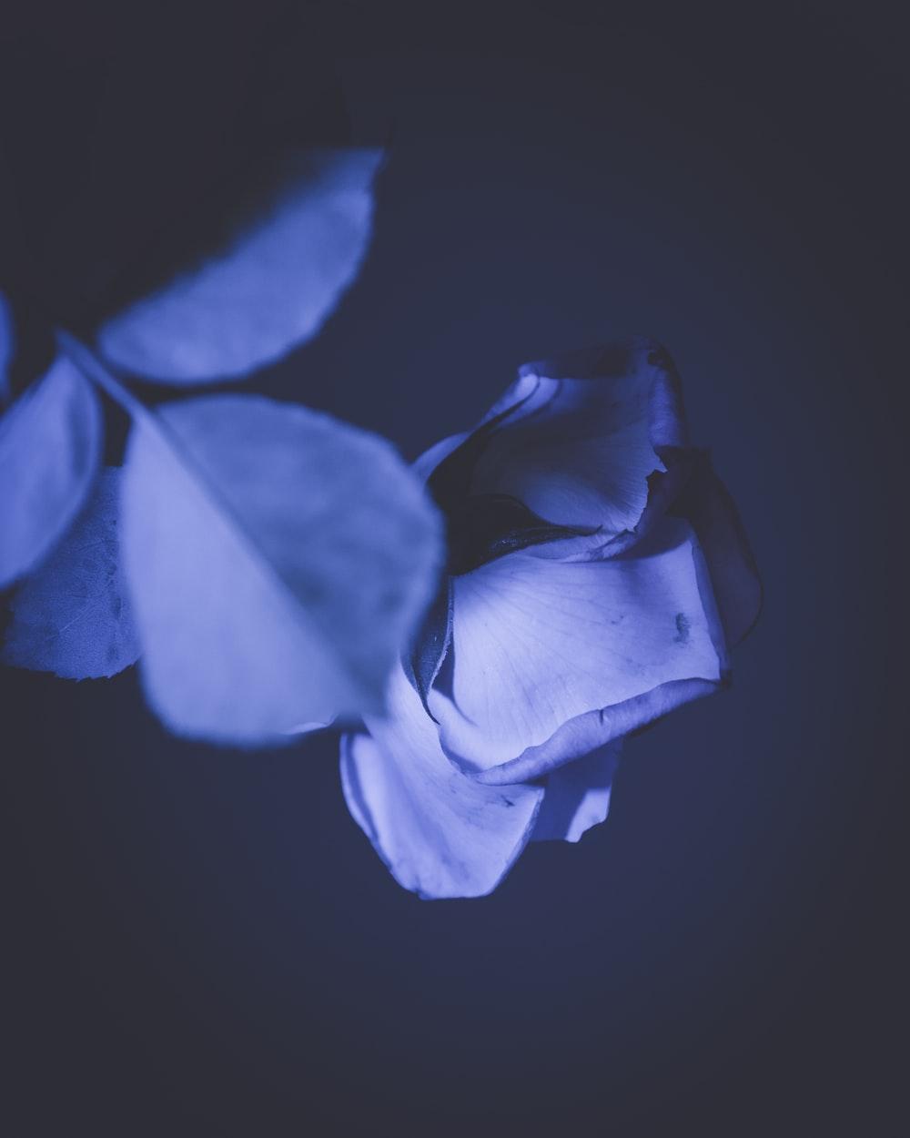 1000x1250 Blue Rose Picture. Download Free Image
