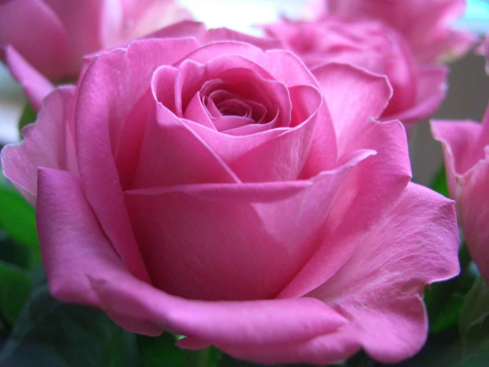 1600x1200 Pink Rose Wallpaper iPhone HD Wallpaper