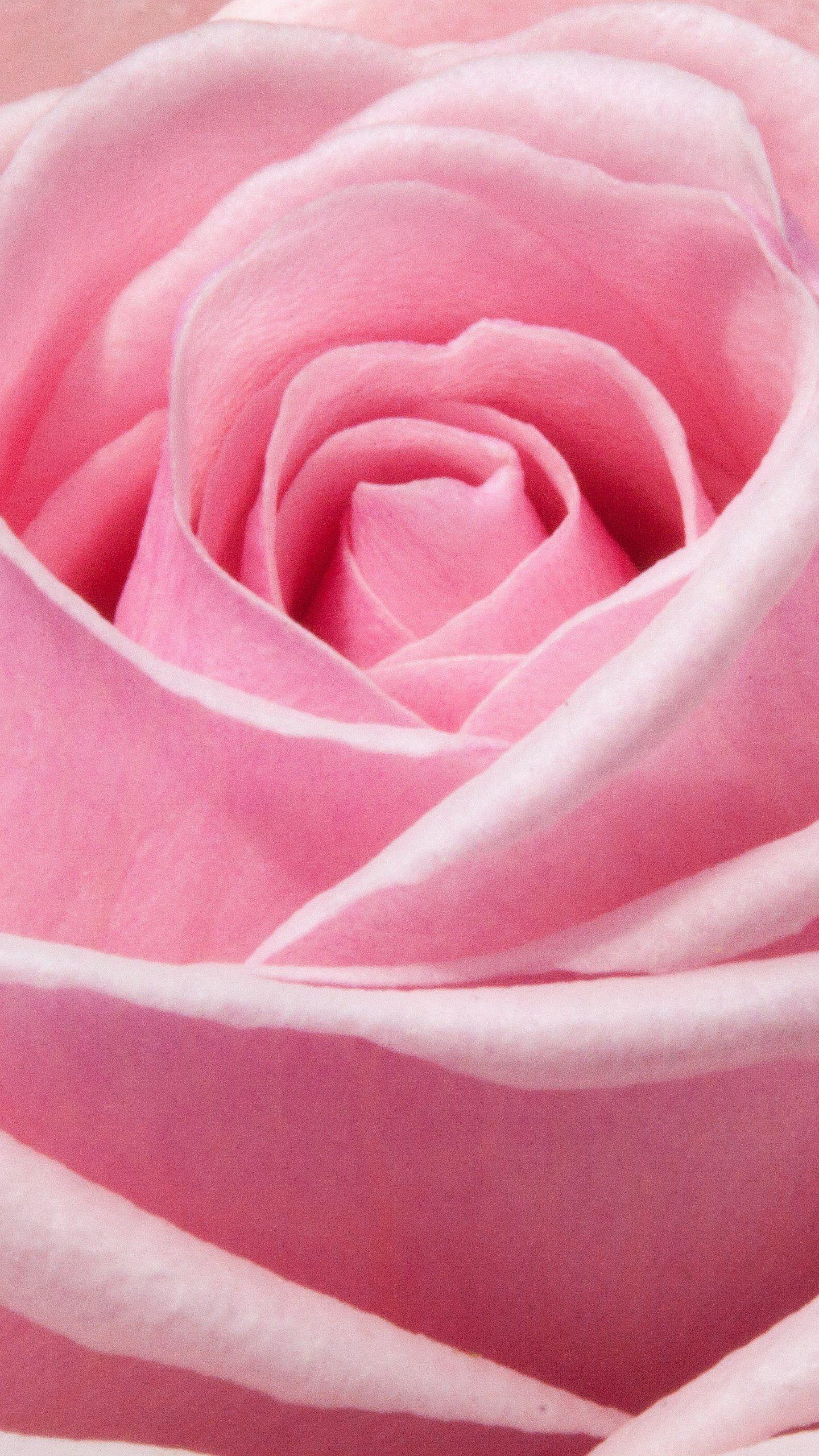 1440x2560 Pink Rose iPhone Wallpaper