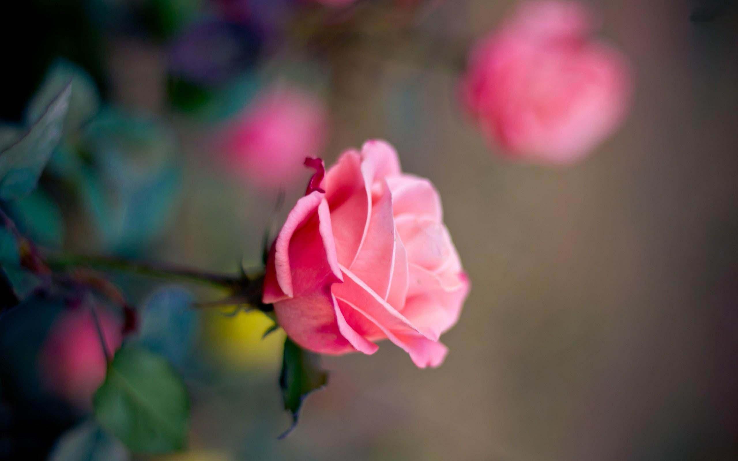 2560x1600 Free download Rose wallpaper Beautiful Collections [2560x1600] for your Desktop, Mobile & Tablet. Explore Rose Wallpaper. Red Roses Wallpaper, Yellow Roses Wallpaper, Blue Rose Wallpaper