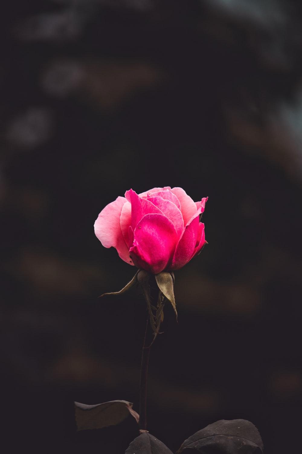 1000x1500 Blue Rose Picture. Download Free Image