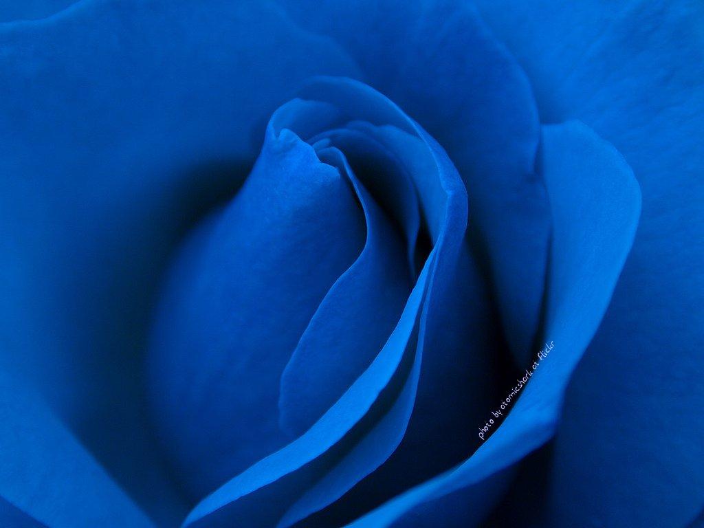 1024x768 Big Pink and Blue Rose Wallpaper high resolution (1024 x 768 )