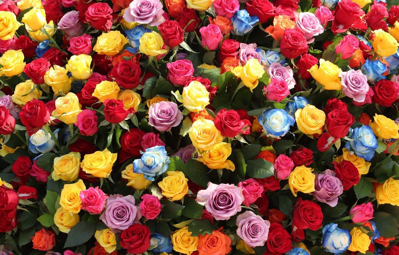 1332x850 Bright Rose Wallpaper, HD Bright Rose Background