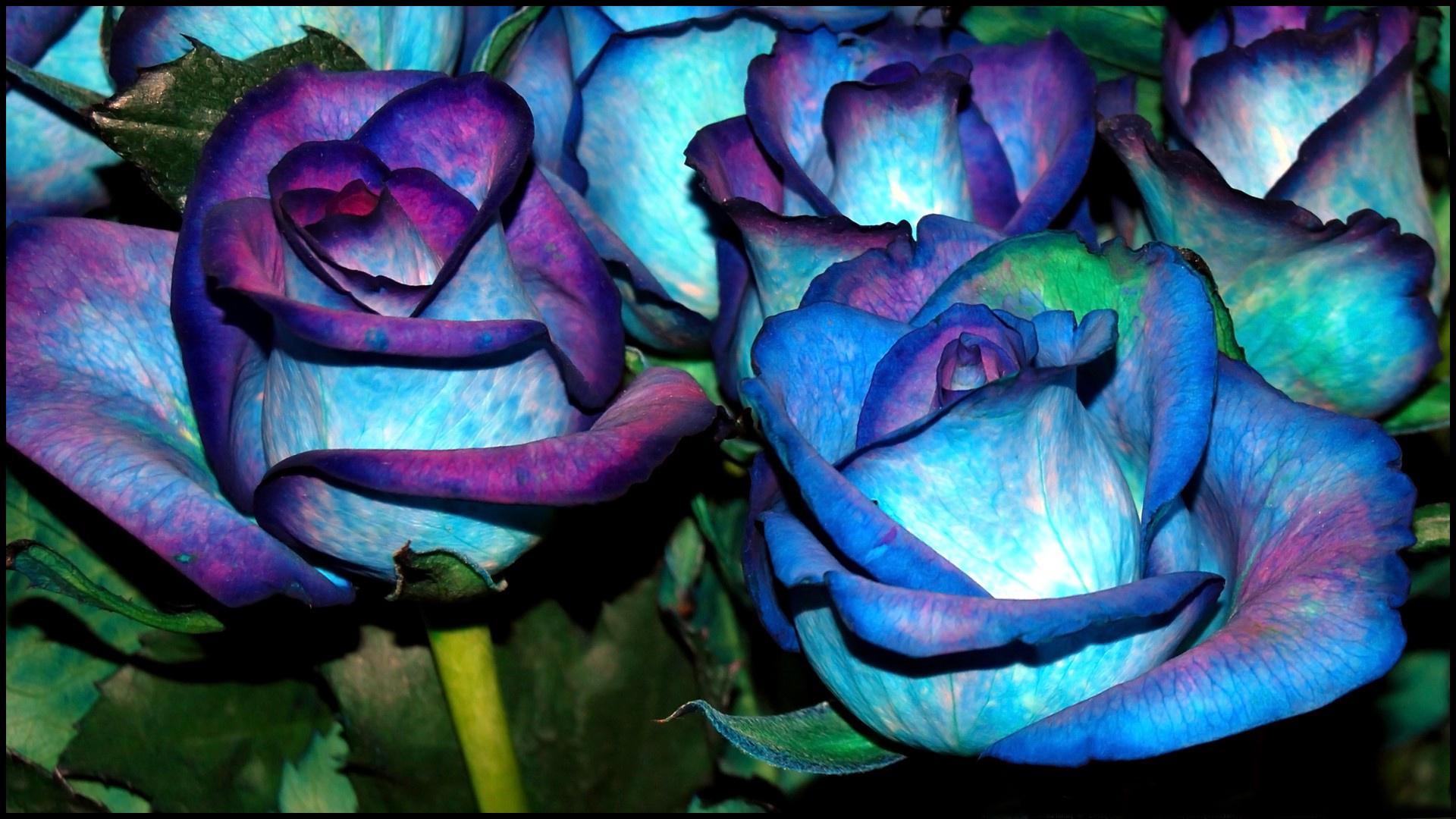 1920x1080 Blue roses HD wallpaperx1080