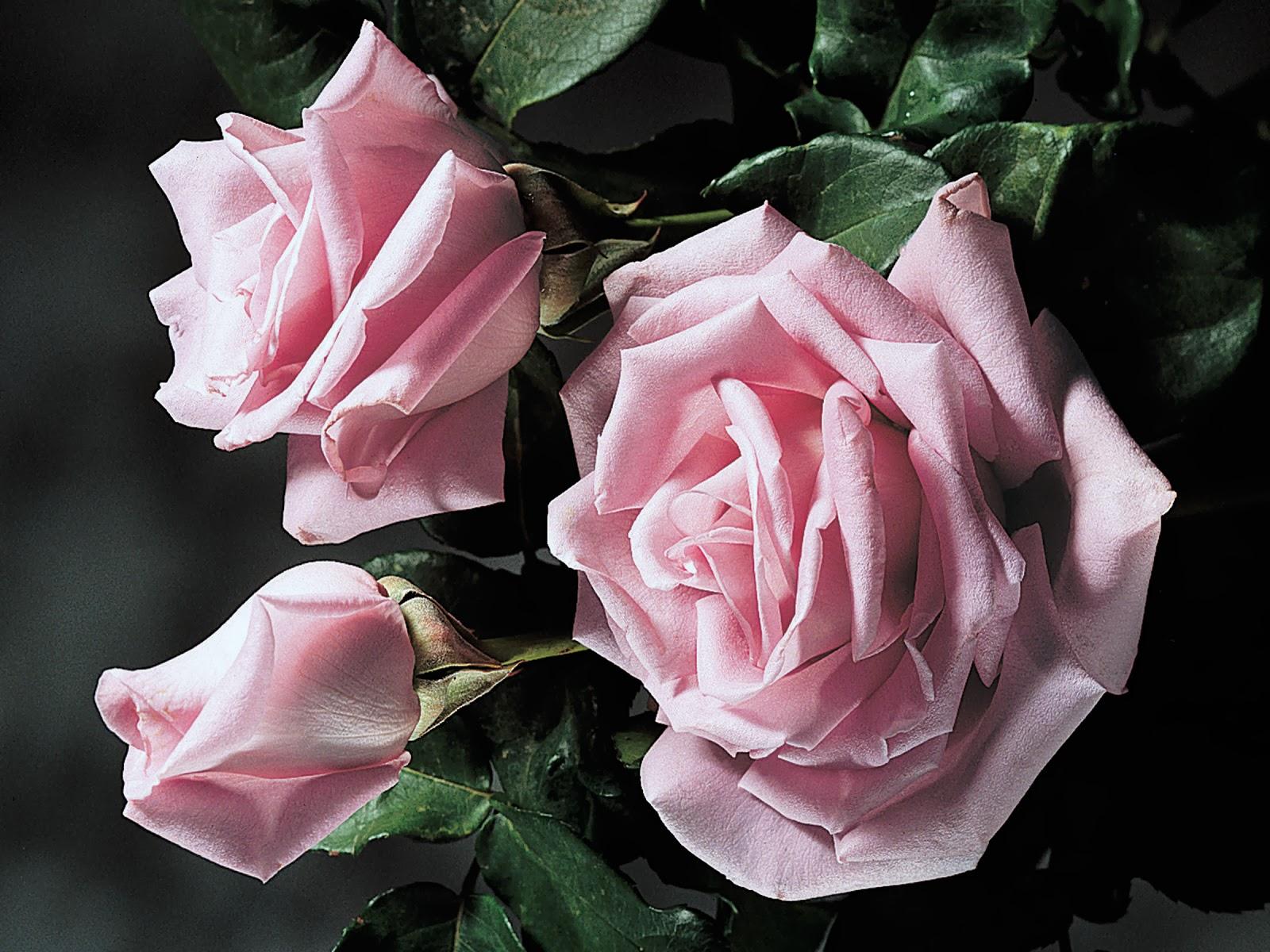 1600x1200 Puspa Wallpaper: Pink and Purple Roses Wallpaper