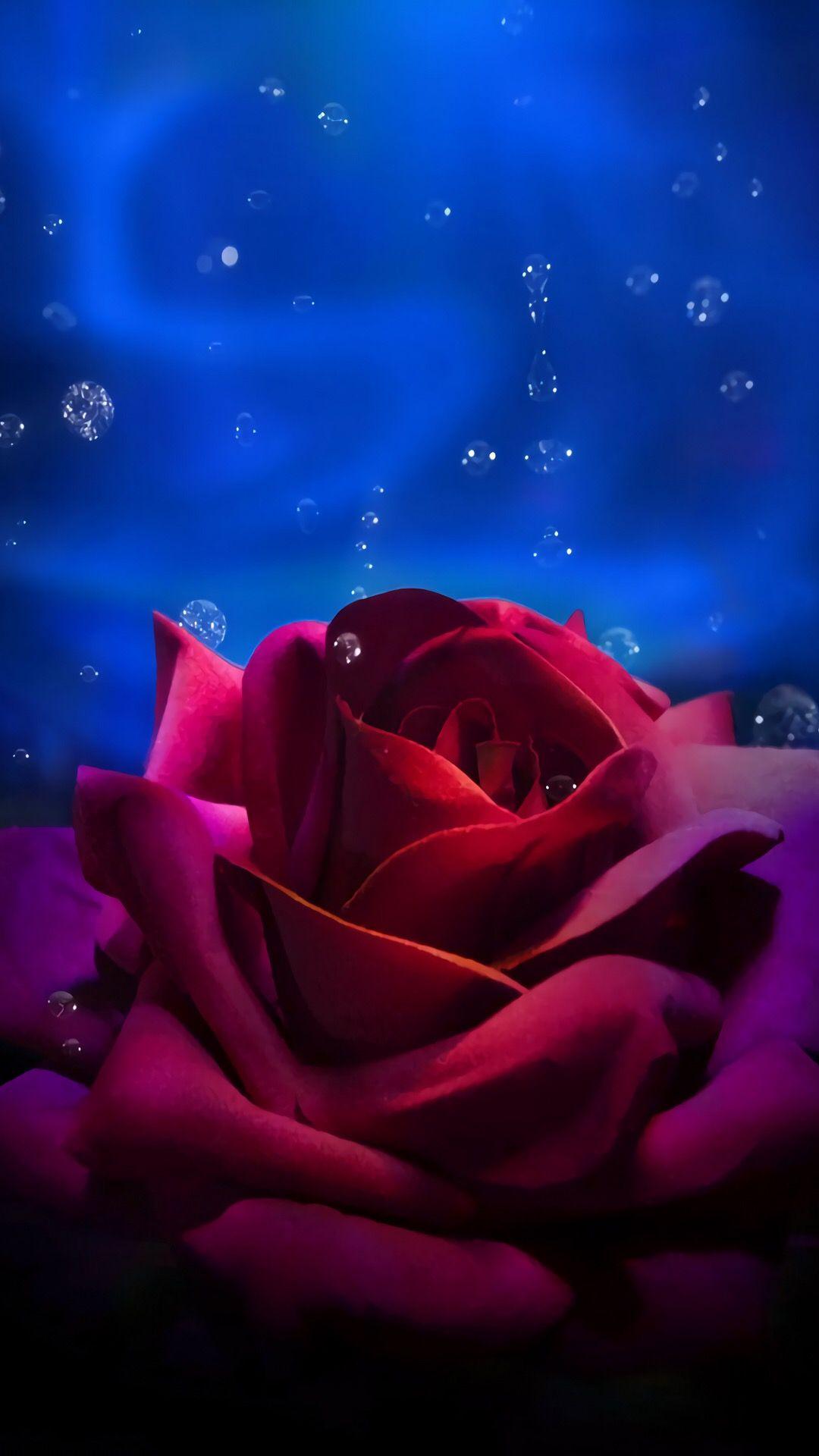 1080x1920 Roses Wallpaper 1. Blue roses wallpaper, Beautiful flowers wallpaper, Beautiful rose flowers