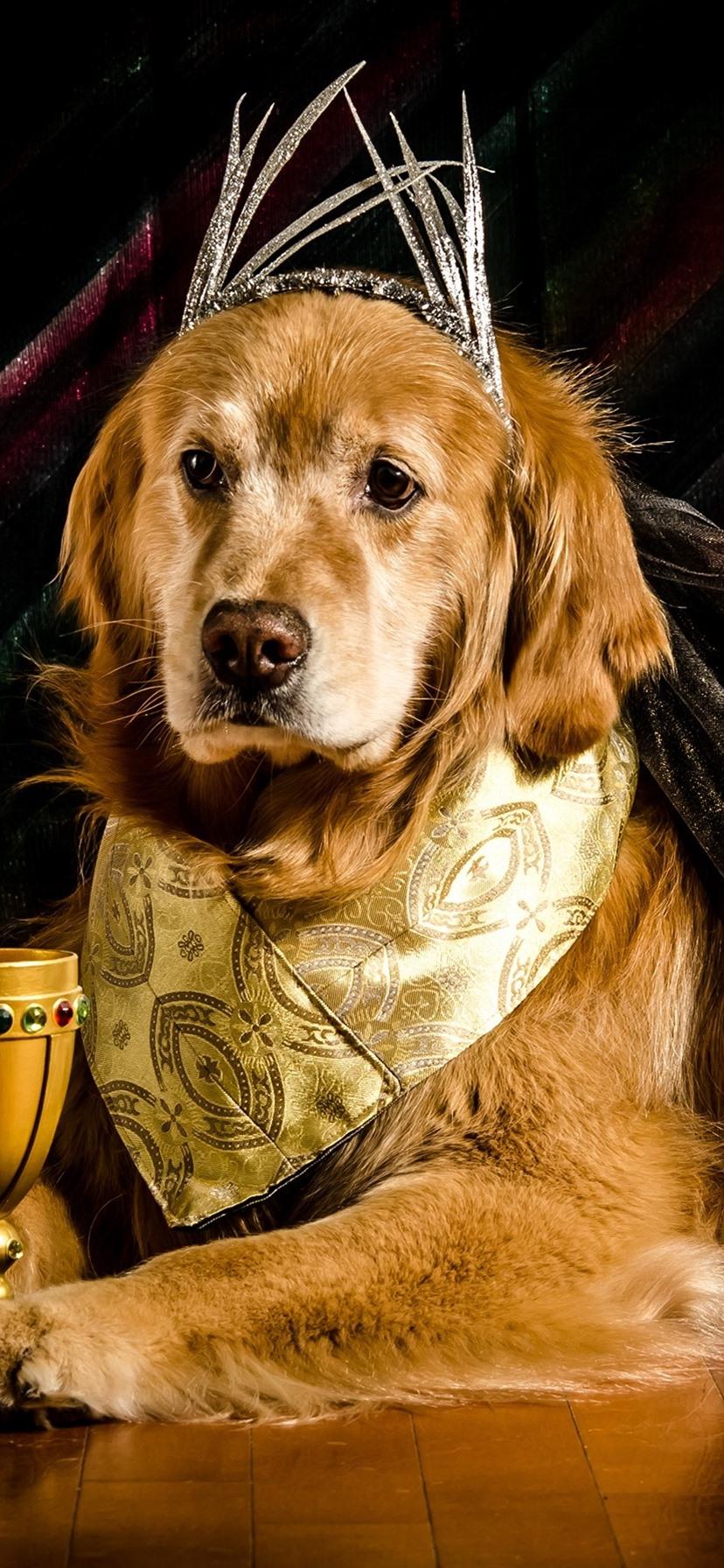 828x1792 Dog, King, Crown 828x1792 IPhone 11 XR Wallpaper, Background, Picture, Image