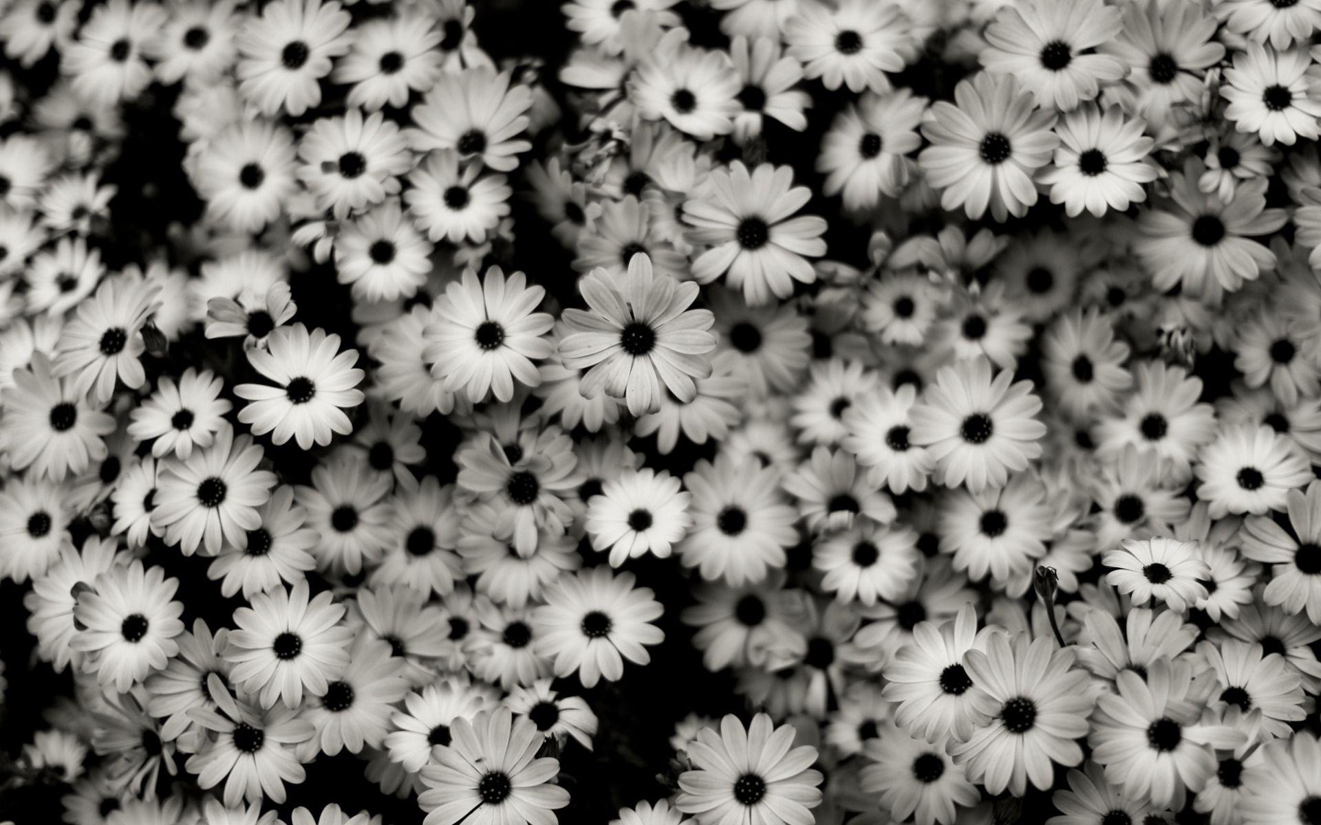 1920x1200 Aesthetic Black Wallpaper, Floral • Wallpaper For You HD Wallpaper For Desktop & Mobile