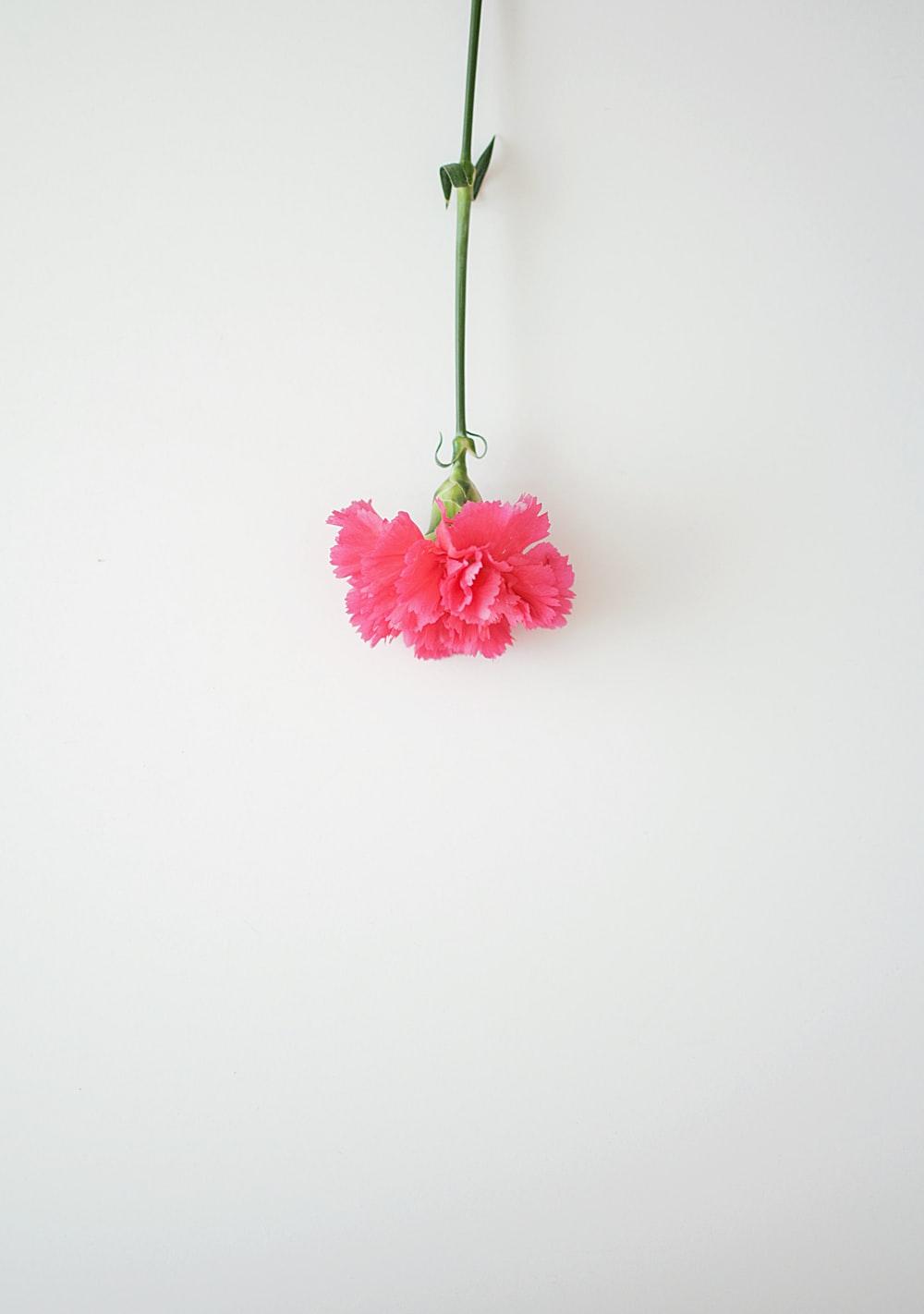 Pink Carnation Wallpapers - Top Free Pink Carnation Backgrounds