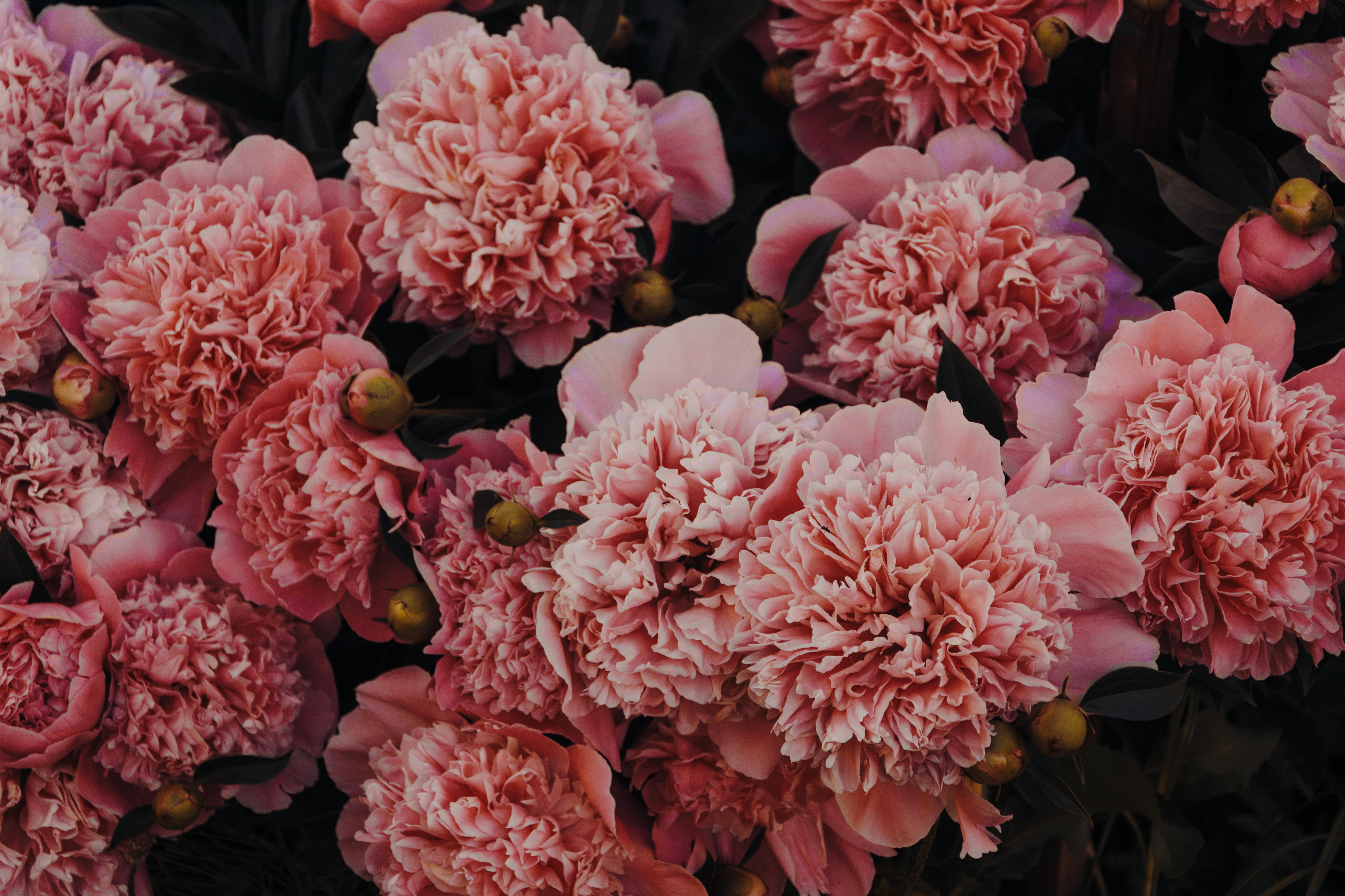 6000x4000 Pink Carnations · Free