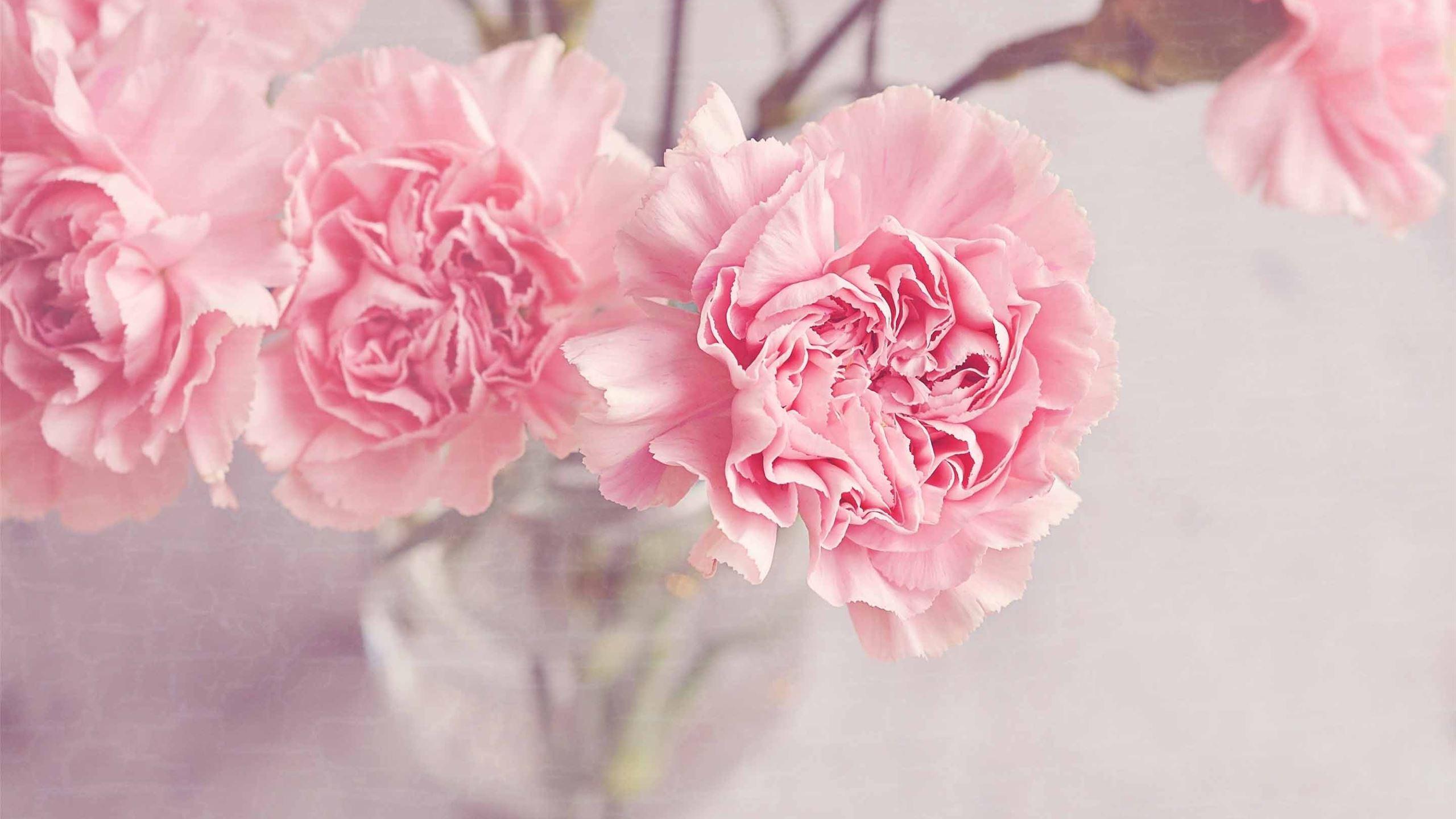 2560x1440 Light Pink Carnation Flowers MacBook Air Wallpaper Download