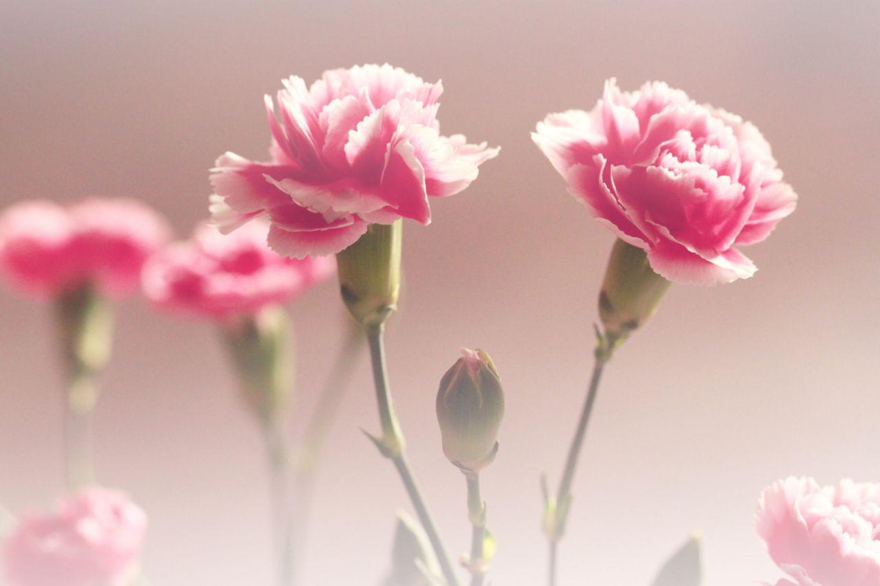 1280x853 Pink Carnations 16 High Resolution Wallpaper.com. Pink carnations, Carnations, Petal pushers