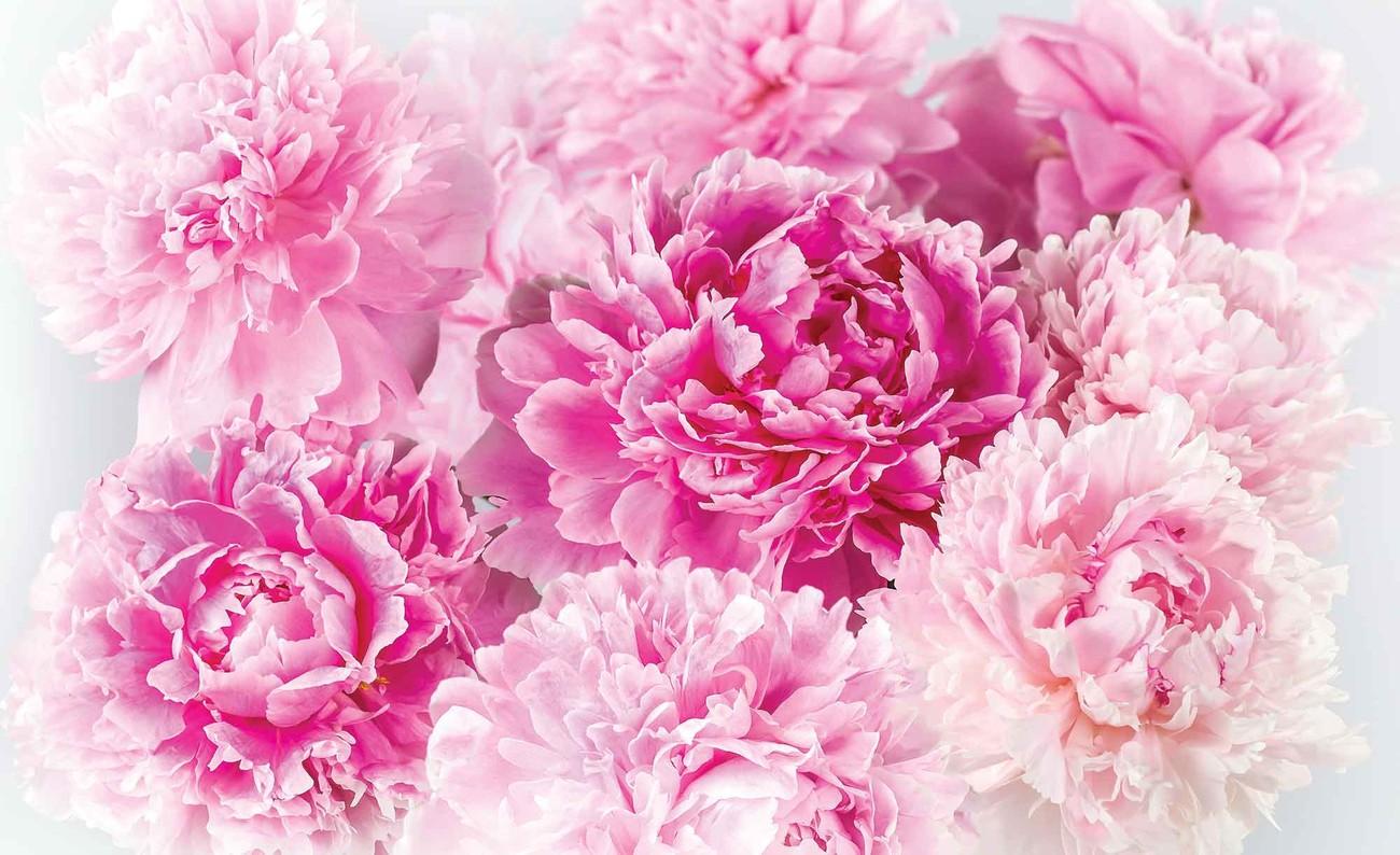 1300x794 Pink Carnations Wall Paper Mural. Buy at