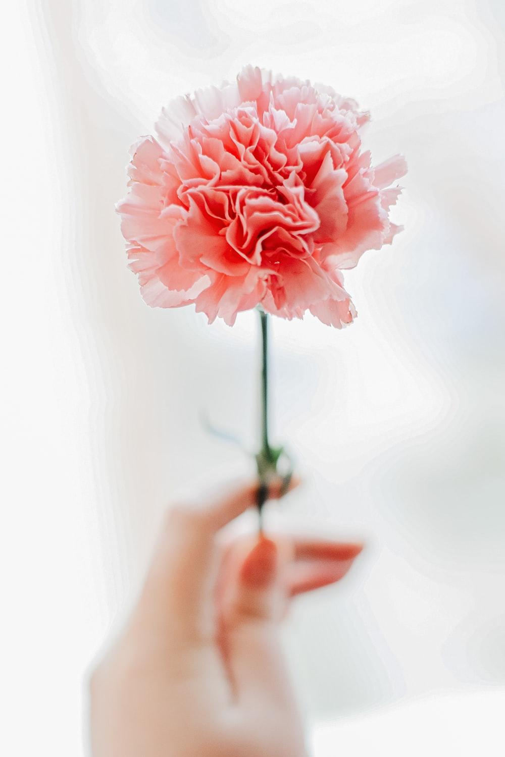 1000x1500 Carnation Picture. Download Free Image
