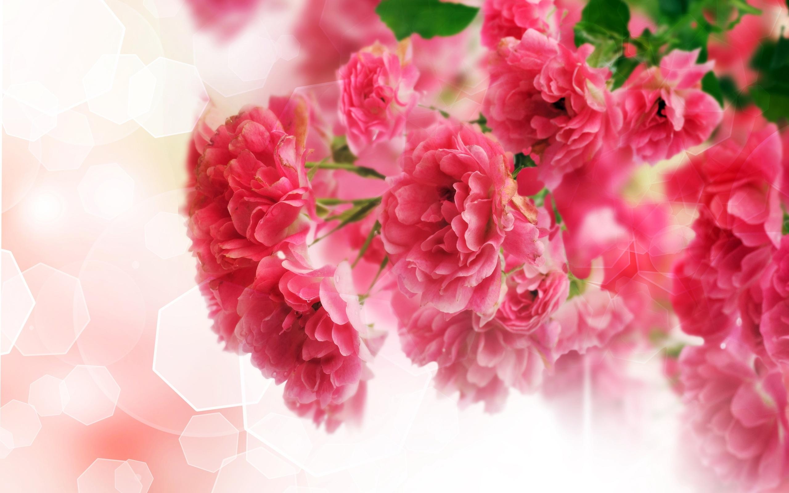 2560x1600 Close Up Of Pink Carnation Flowers 2560x1600 :