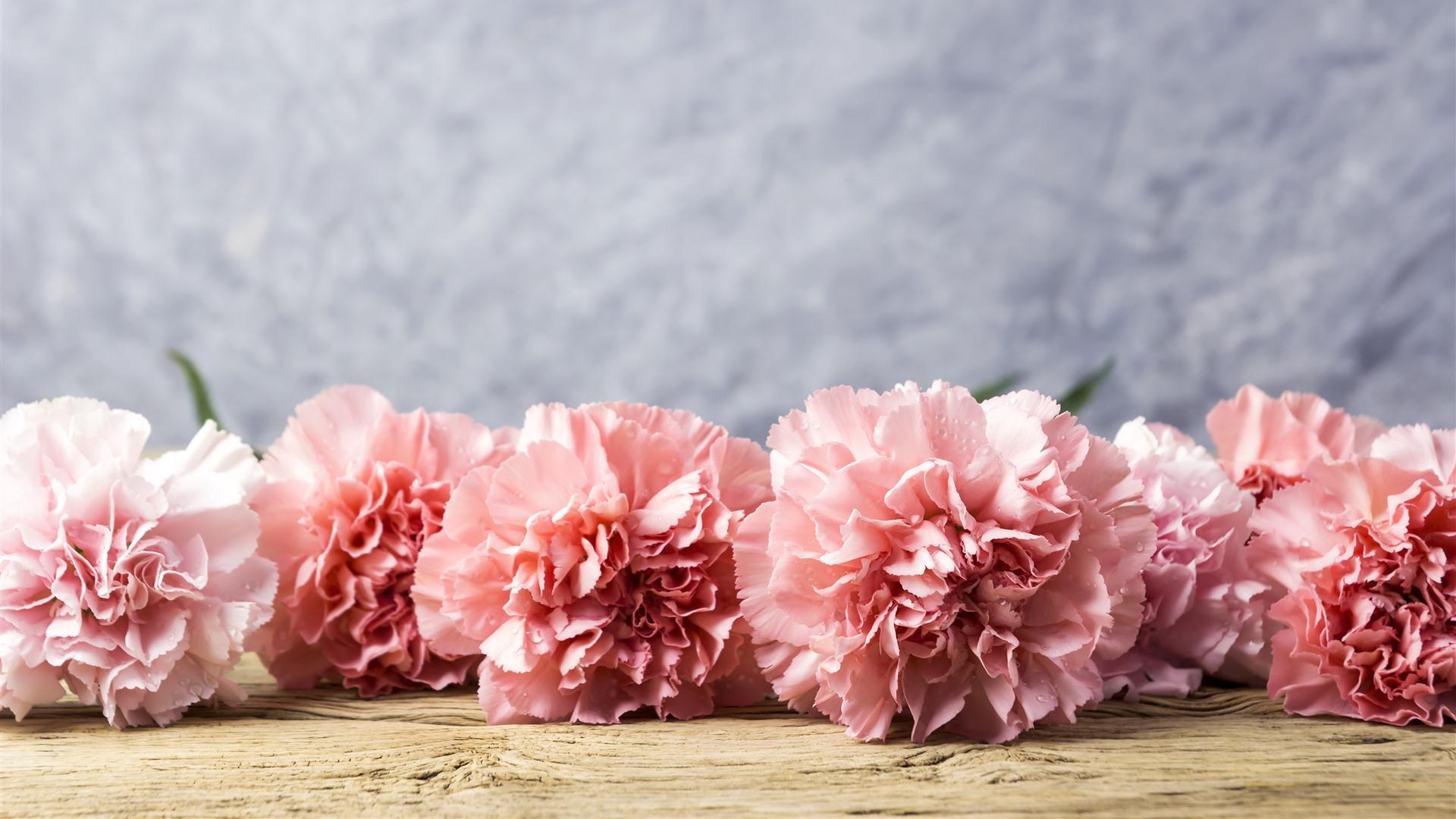 1920x1080 Wallpaper Pink carnation flowers, water droplets 5120x2880 UHD 5K Picture, Image